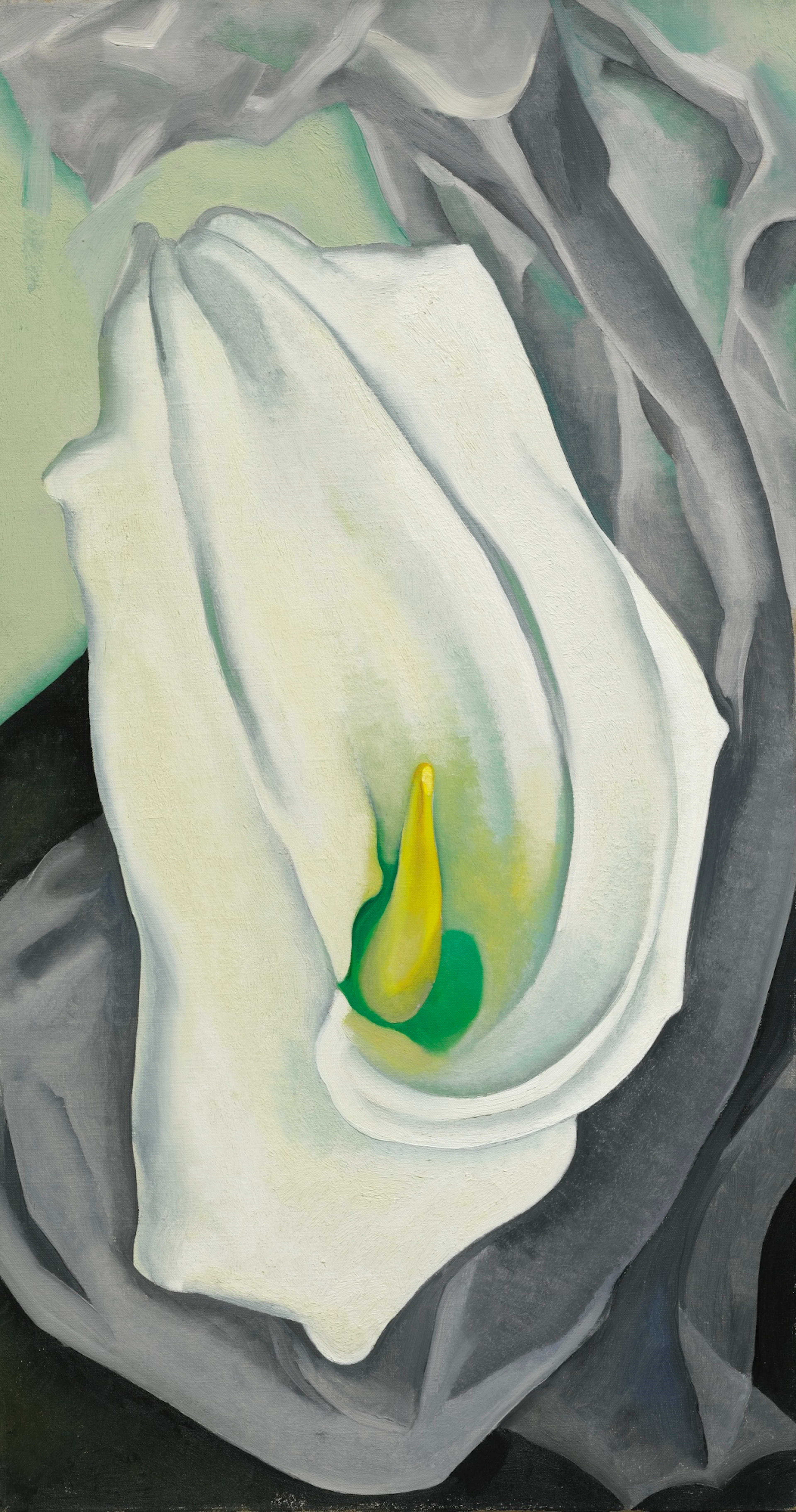 White Calla Lily