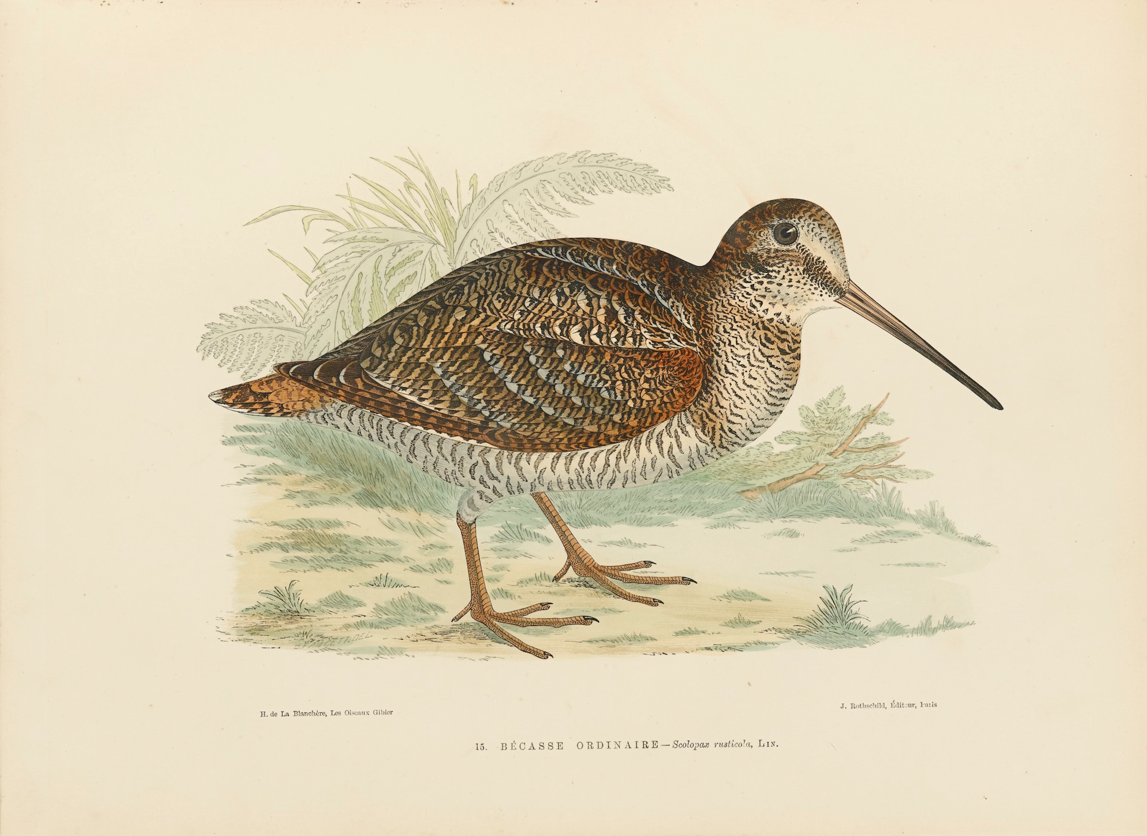 Les Oiseaux gibier. Chasse – Mœurs – Acclimatation. Paris, J. Rothschild, 1876.