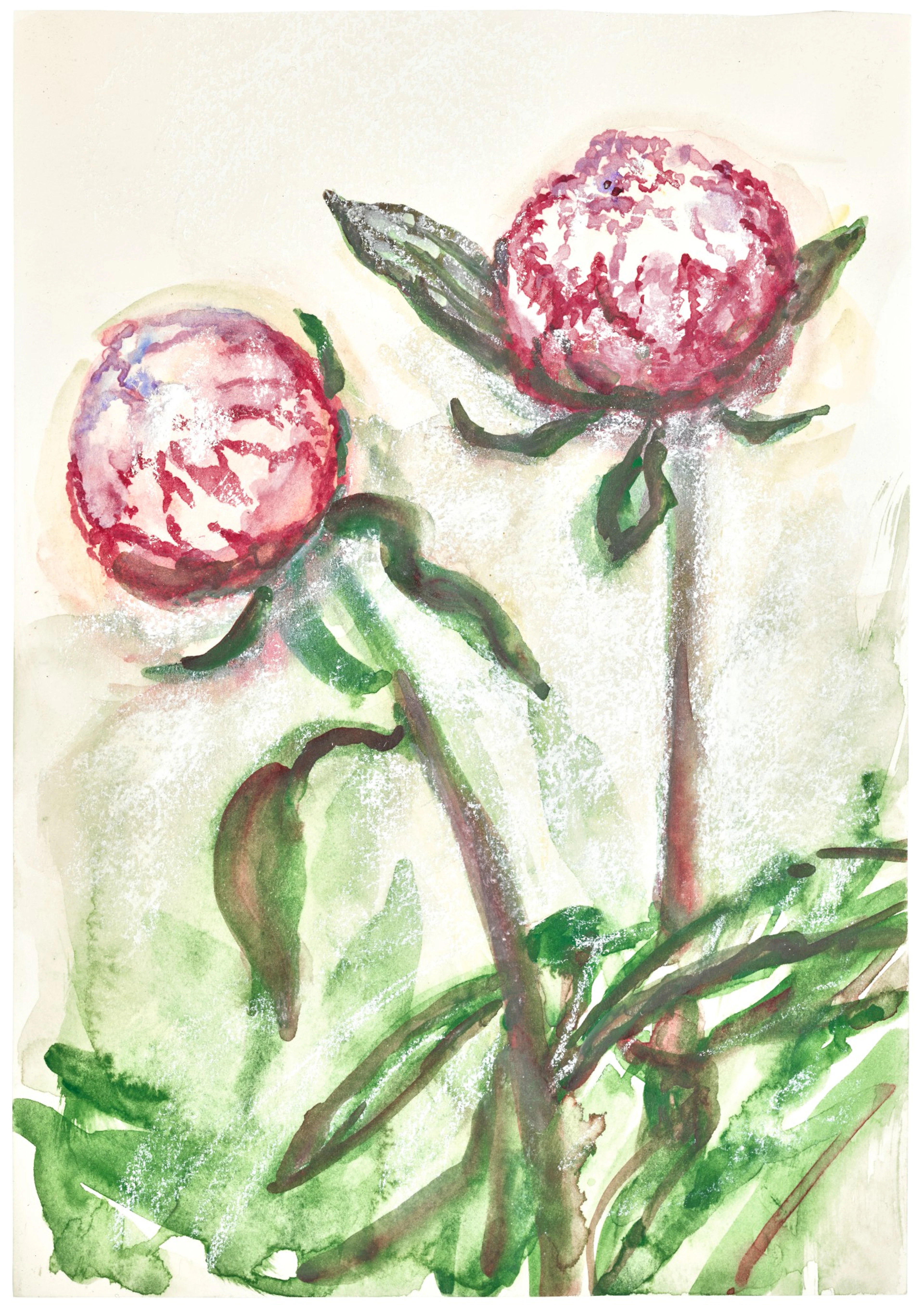 Celia paul | peony buds