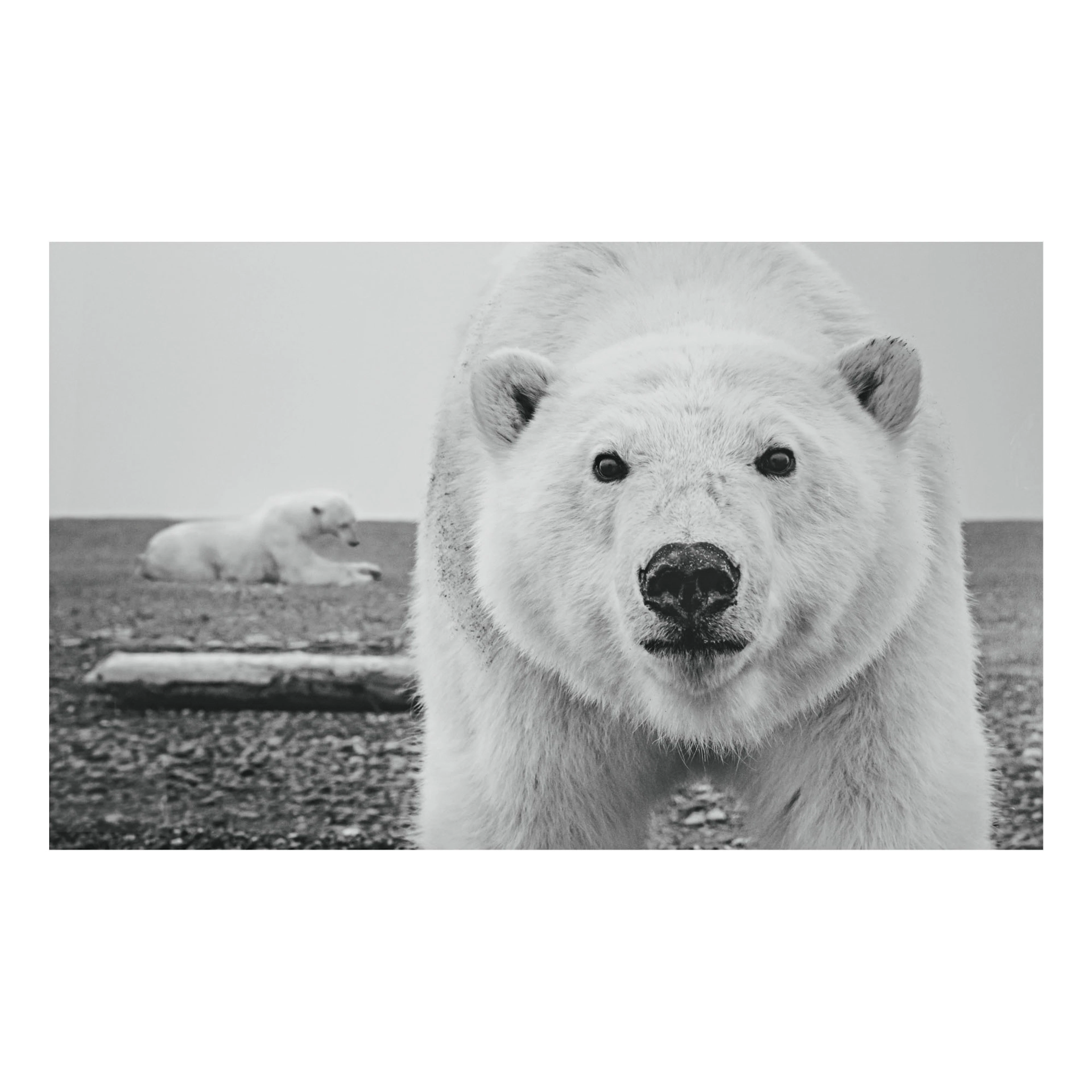 David yarrow | hello
