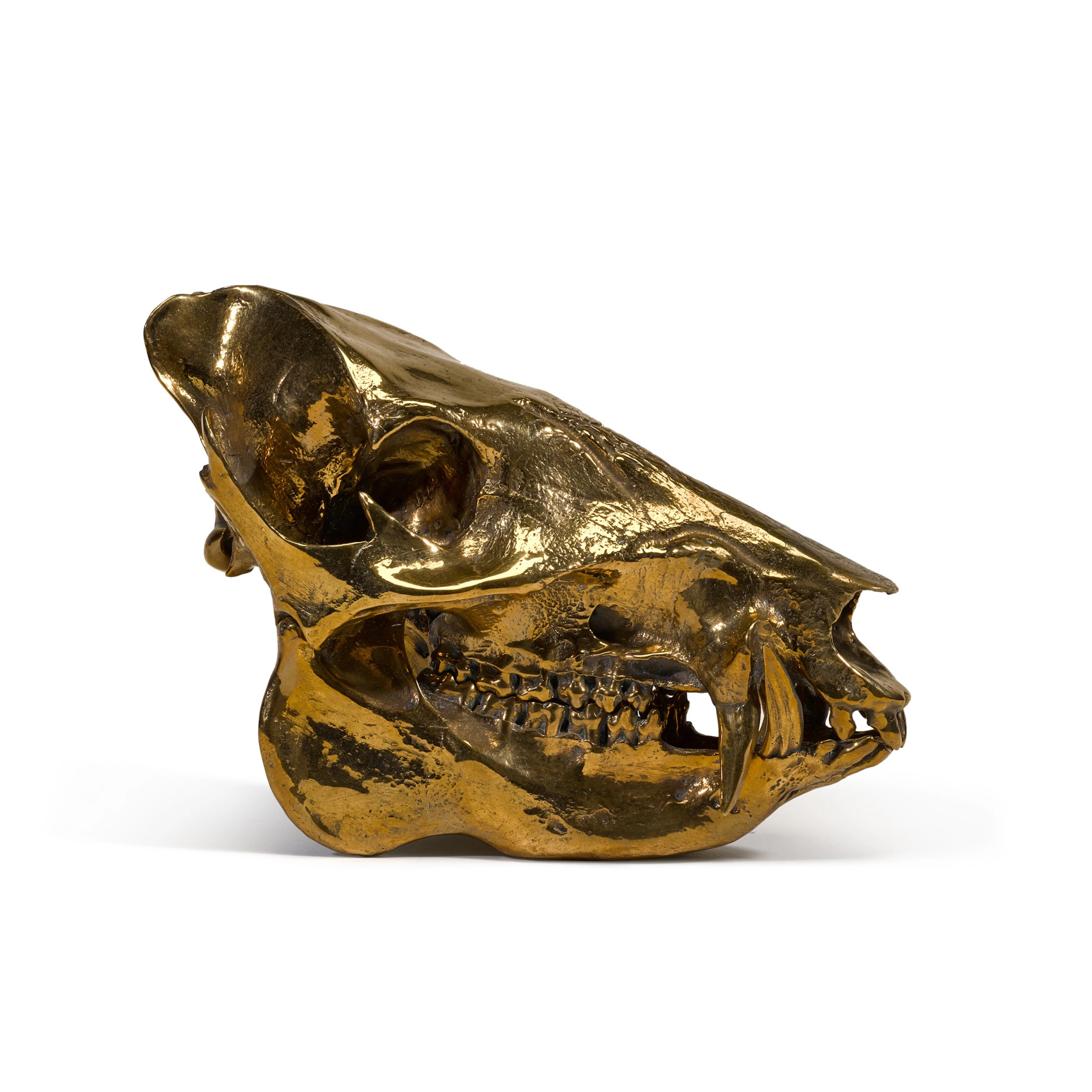 Sherrie levine | javelina skull