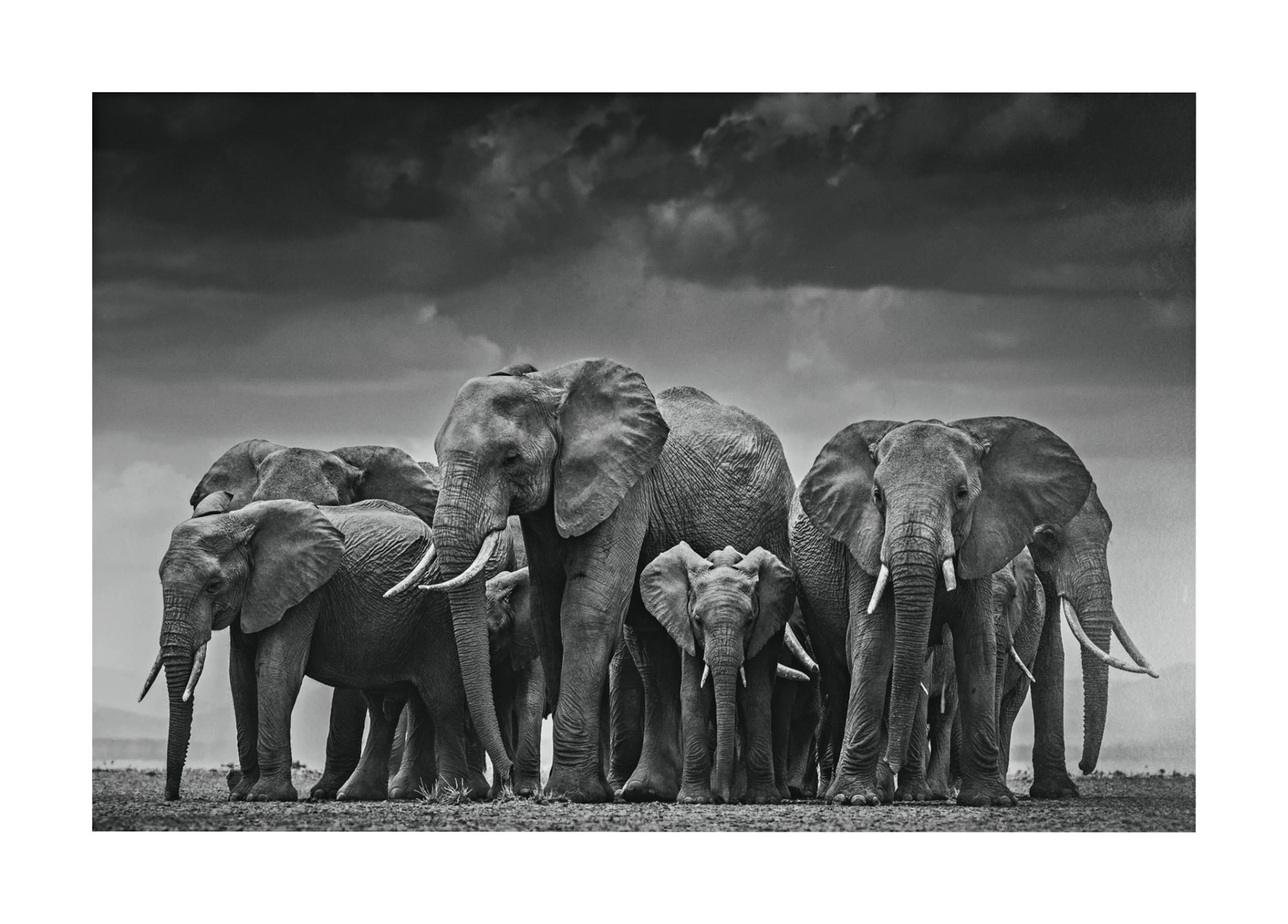 David yarrow | circle of life ii