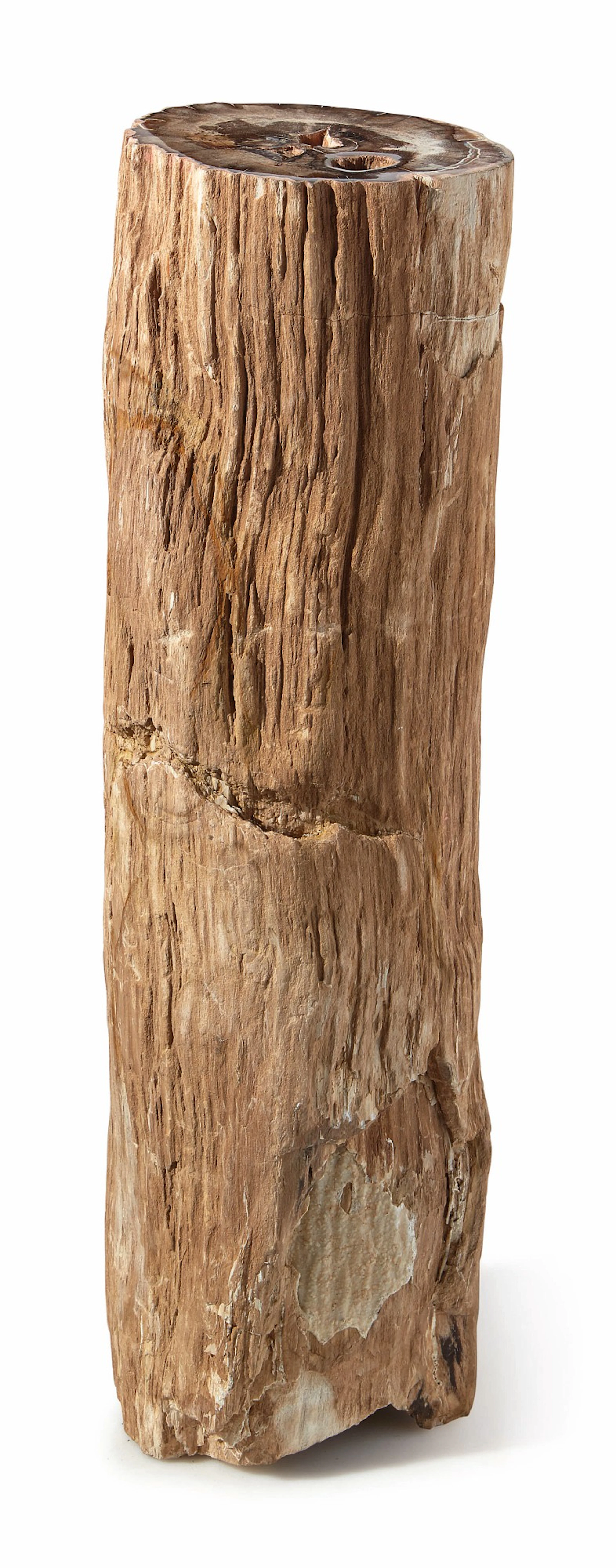 A petrified wood log section