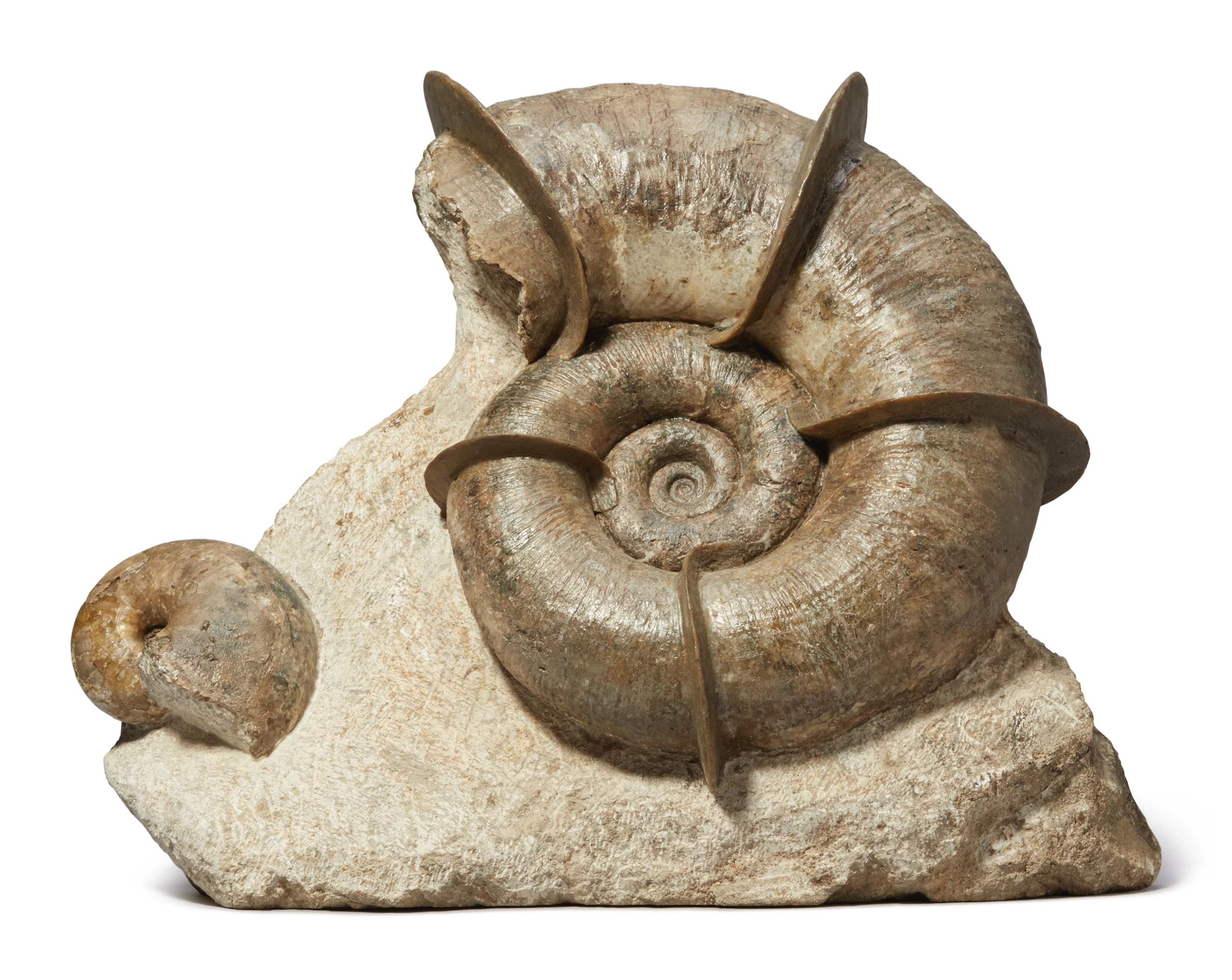A rare winged ammonite