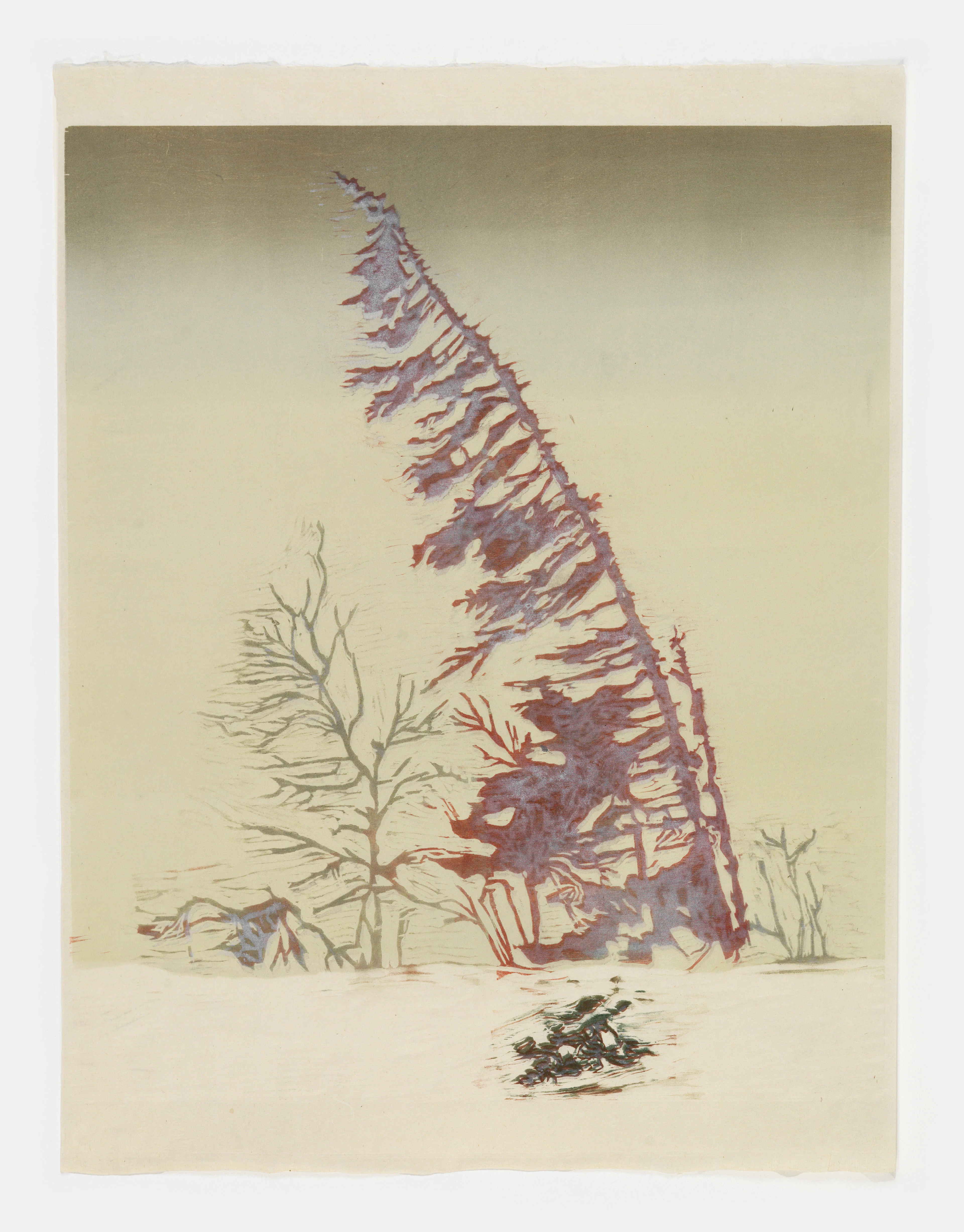 Fir