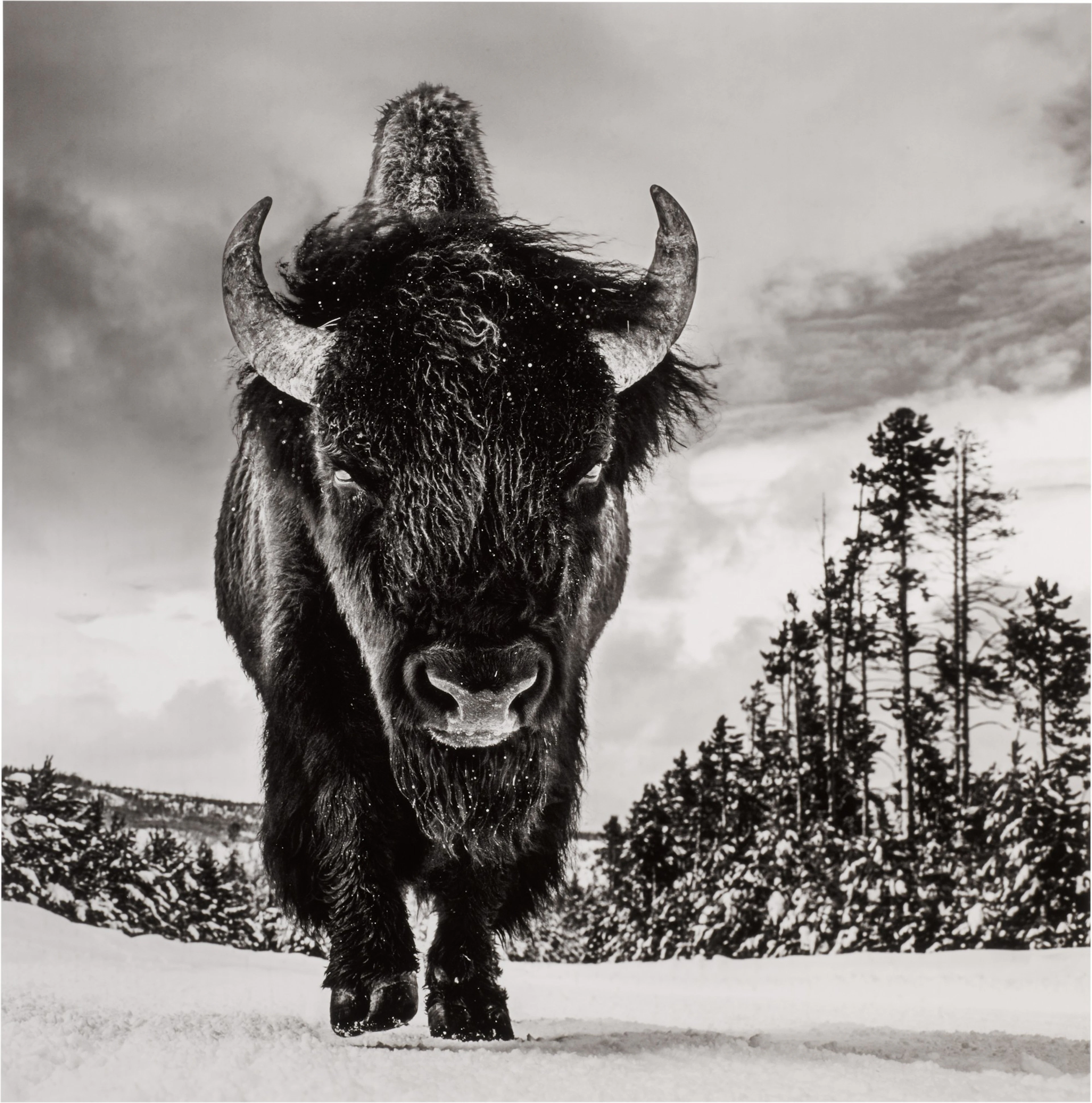 American Idol, Yellowstone National Park, Wyoming