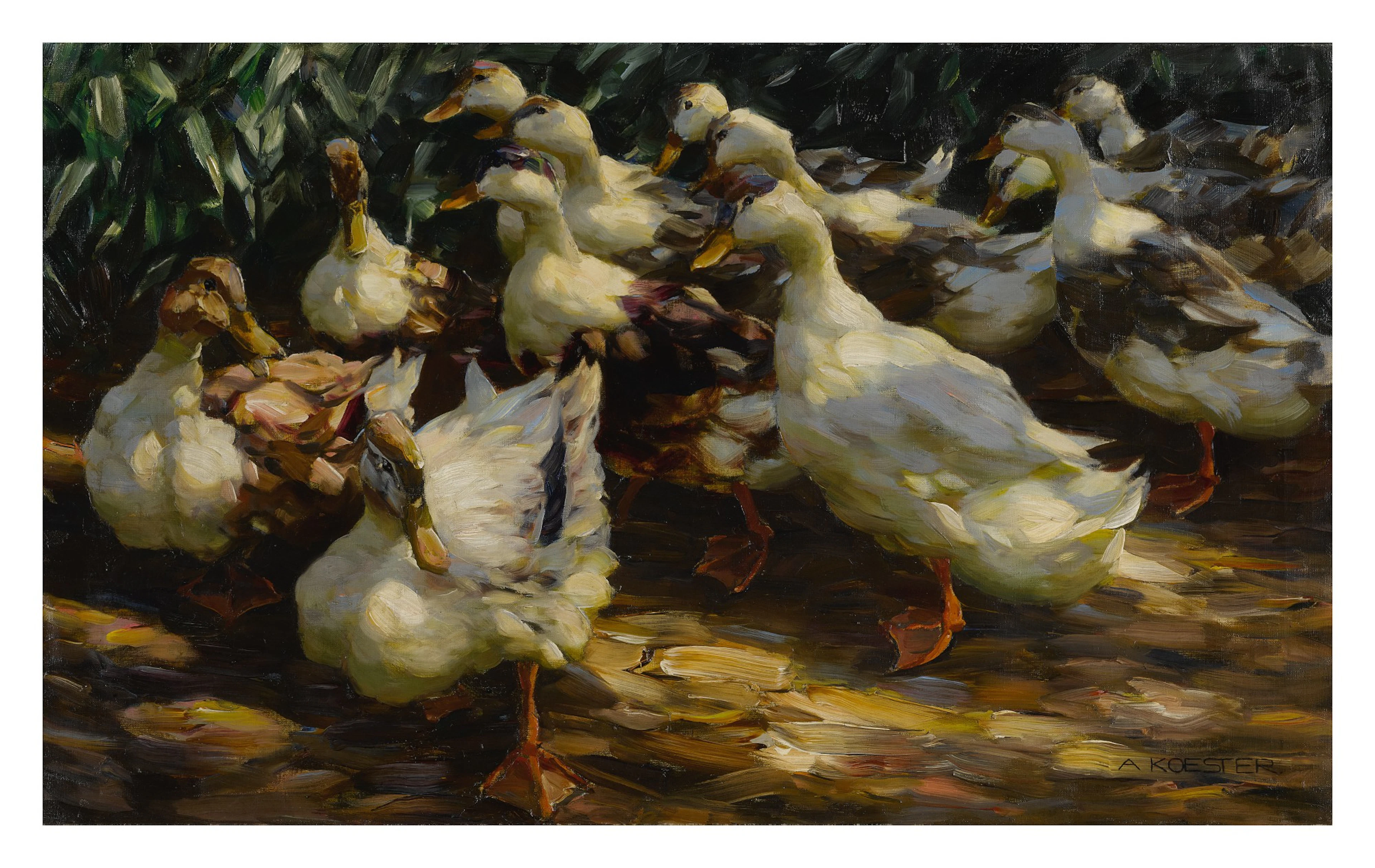 Ducks in Sunlight