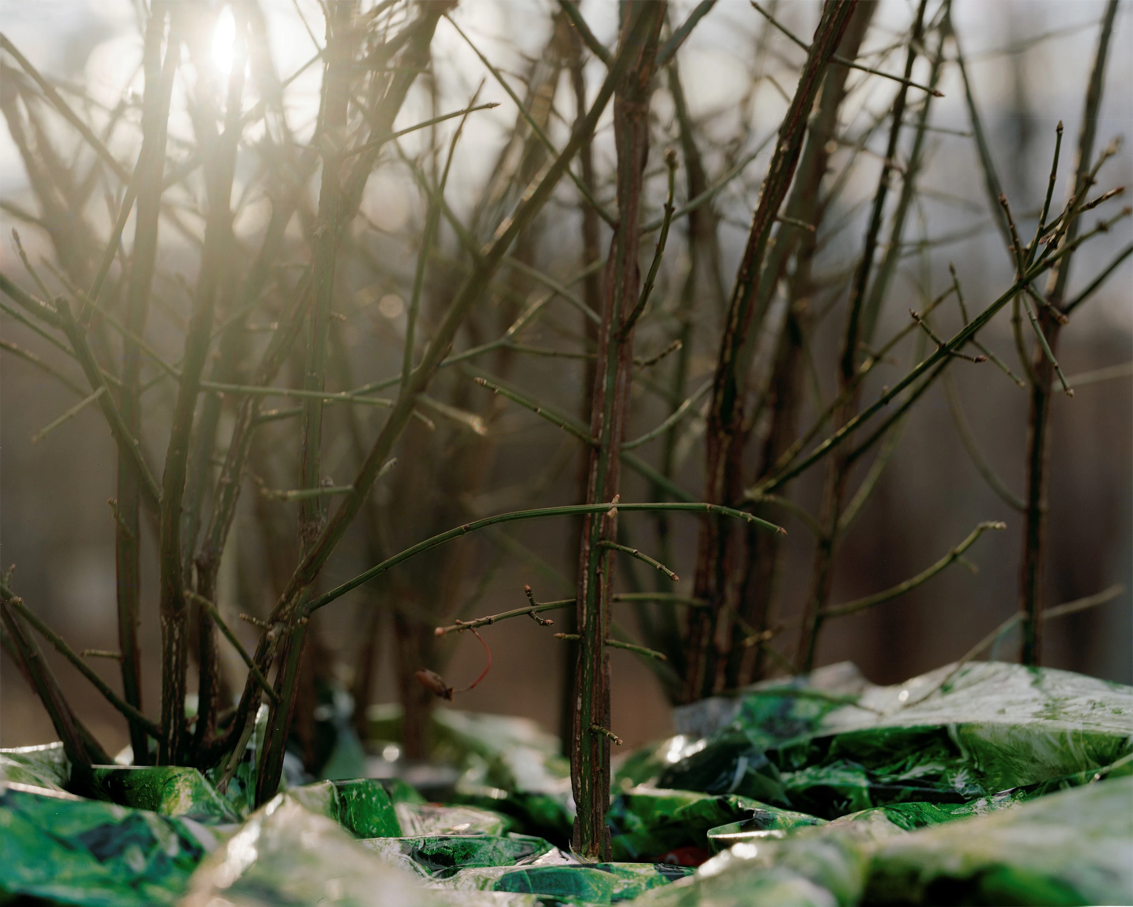 Spring Forest, 2010