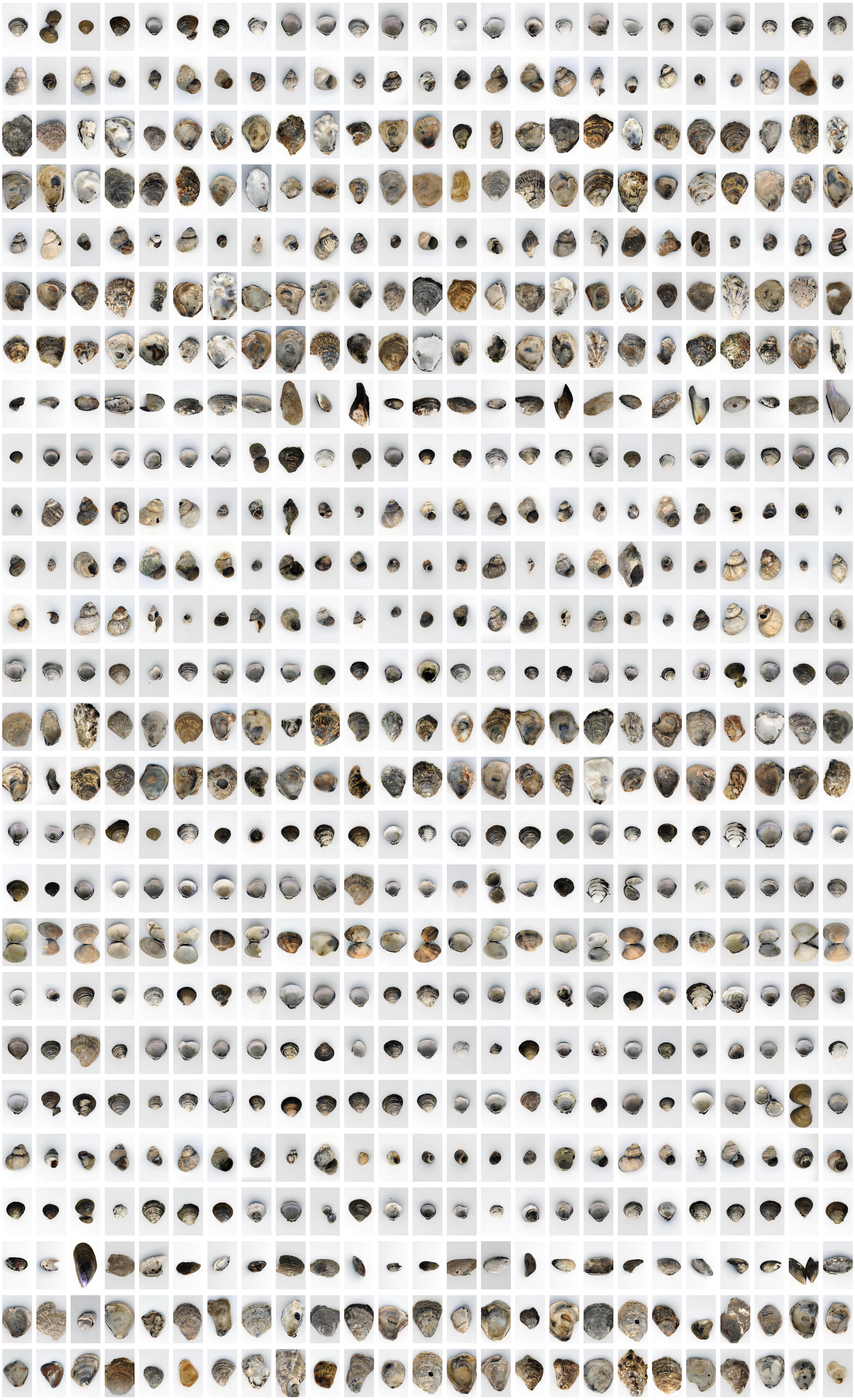 The Shell Record
