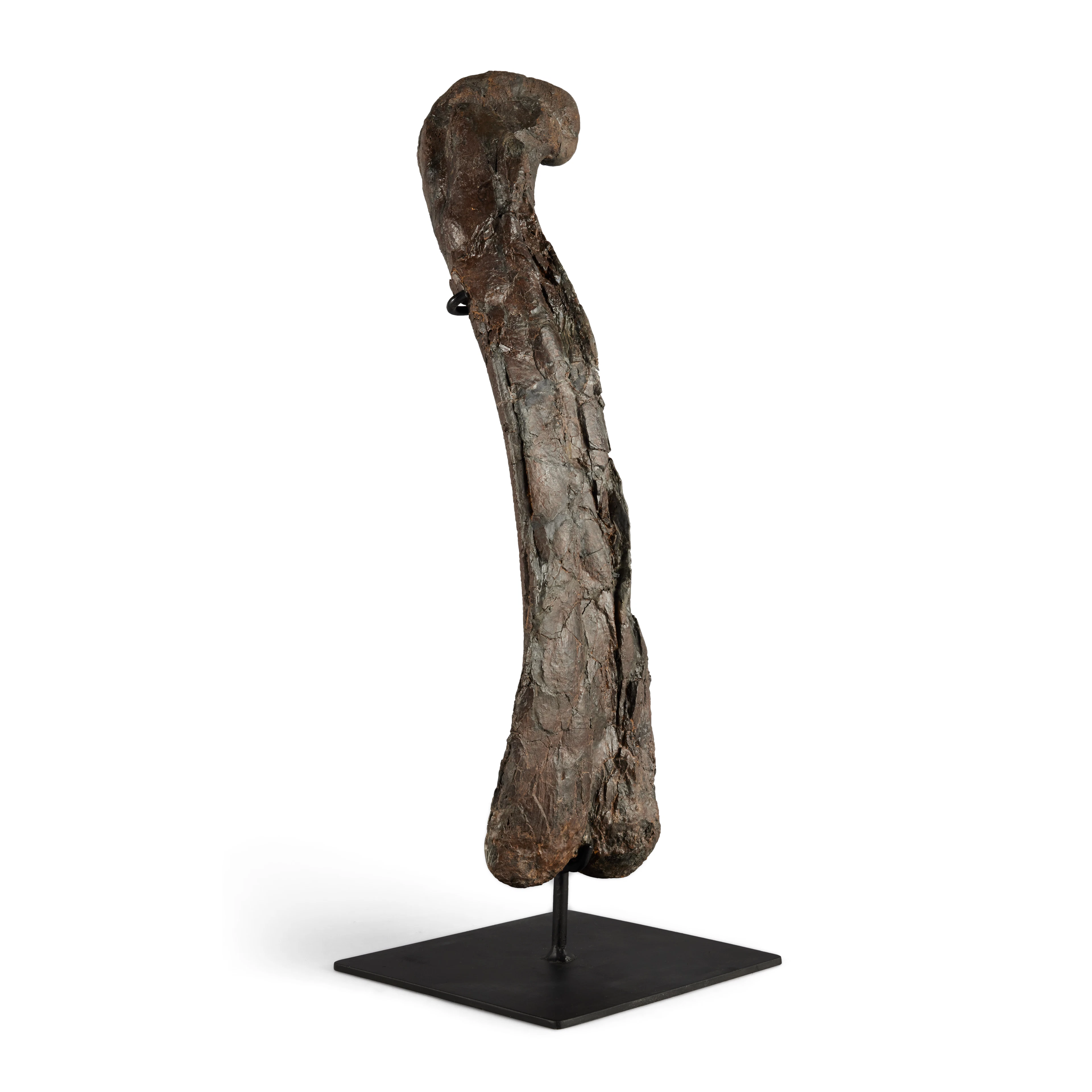 The Complete Femur of an Allosaurus
