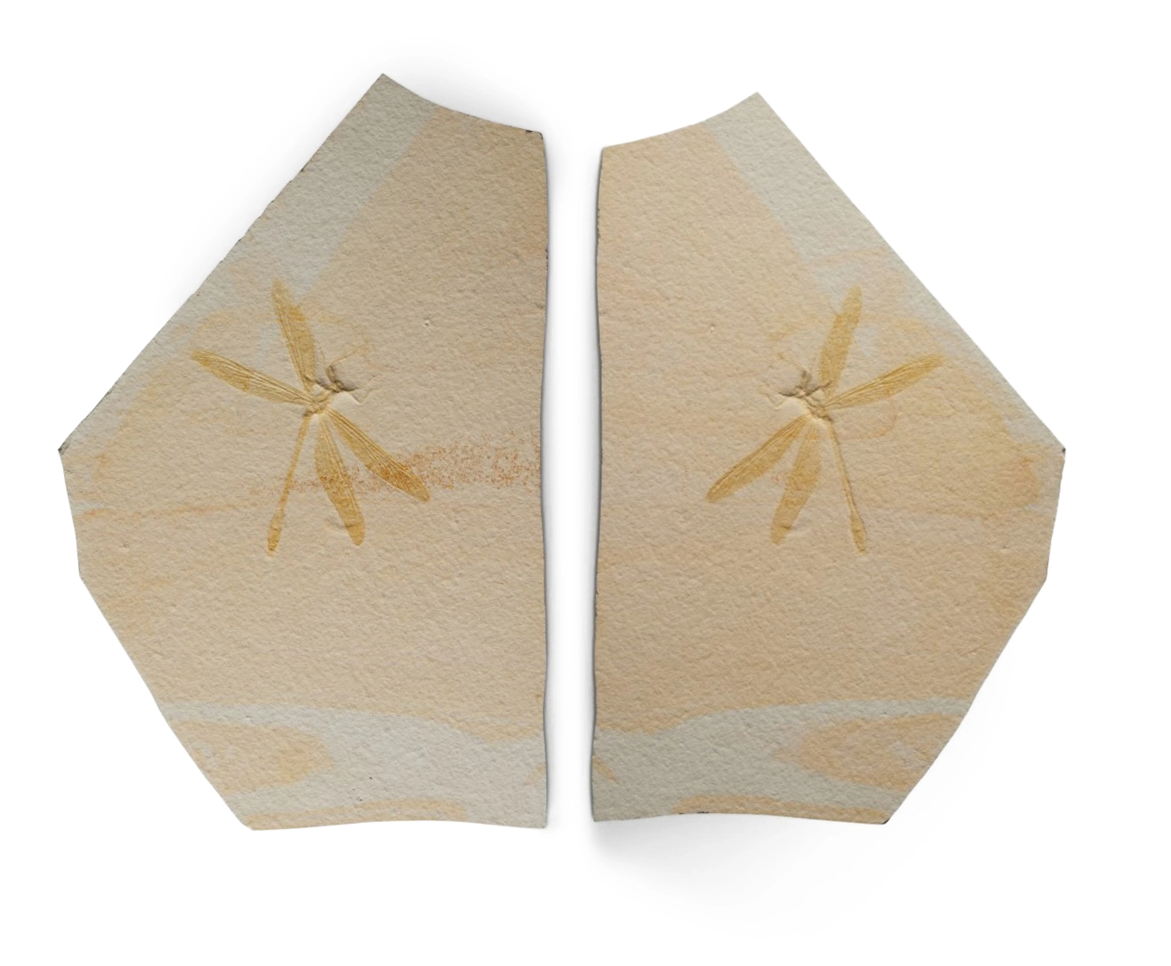 A Fossilized Dragon-Damselfly, Positive and Negative Plates