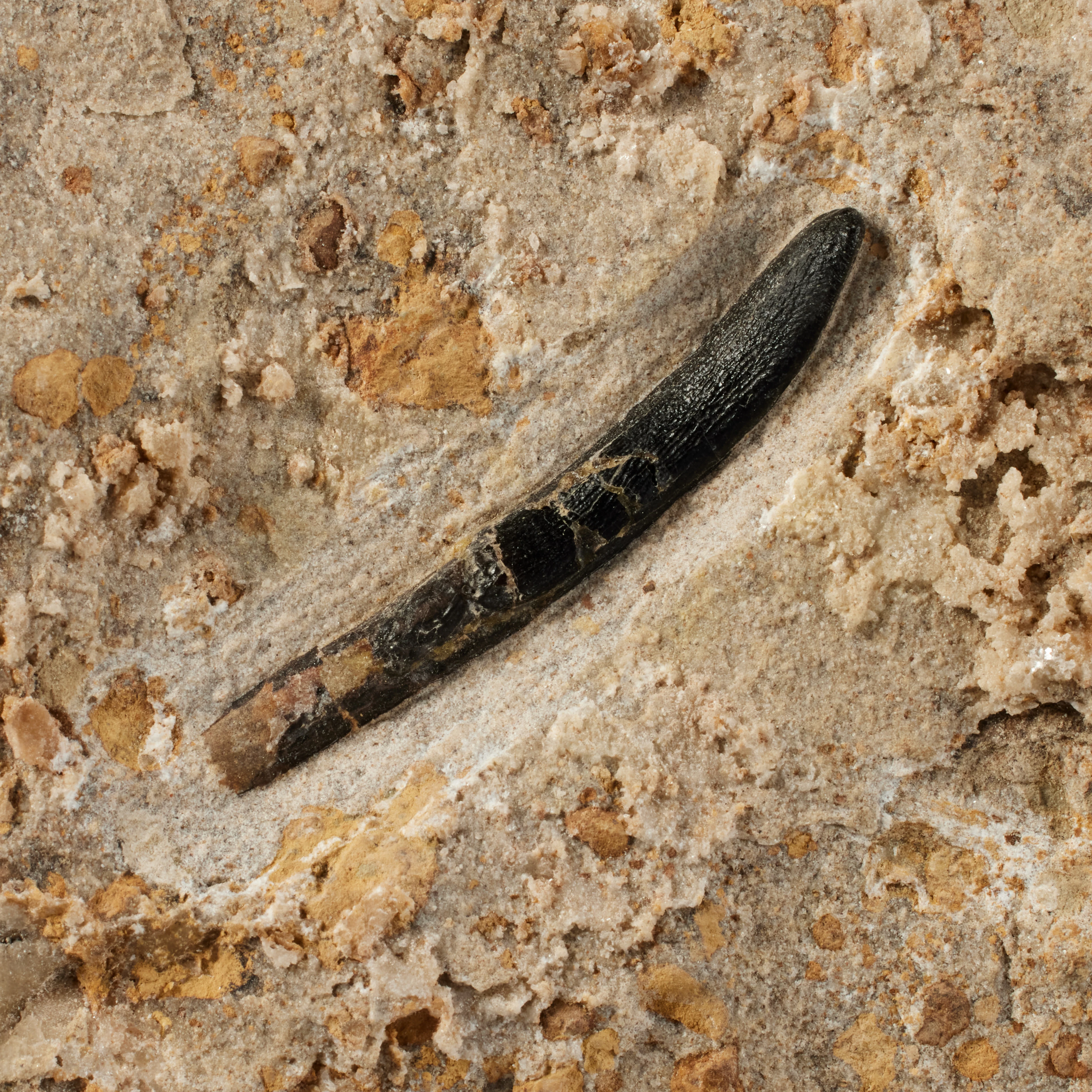 The Complete Tooth of a Diplodocus