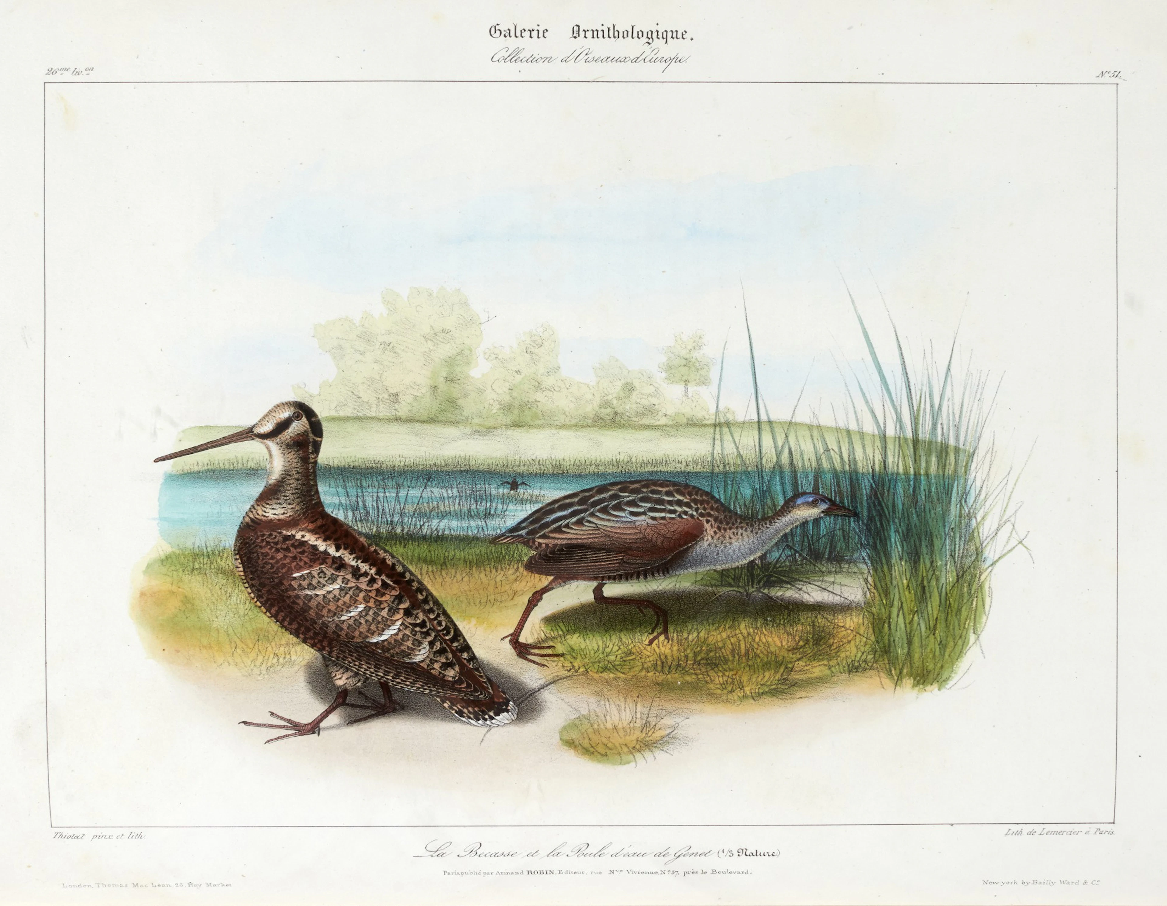 Alcide D'Orbigny | Galerie ornithologique