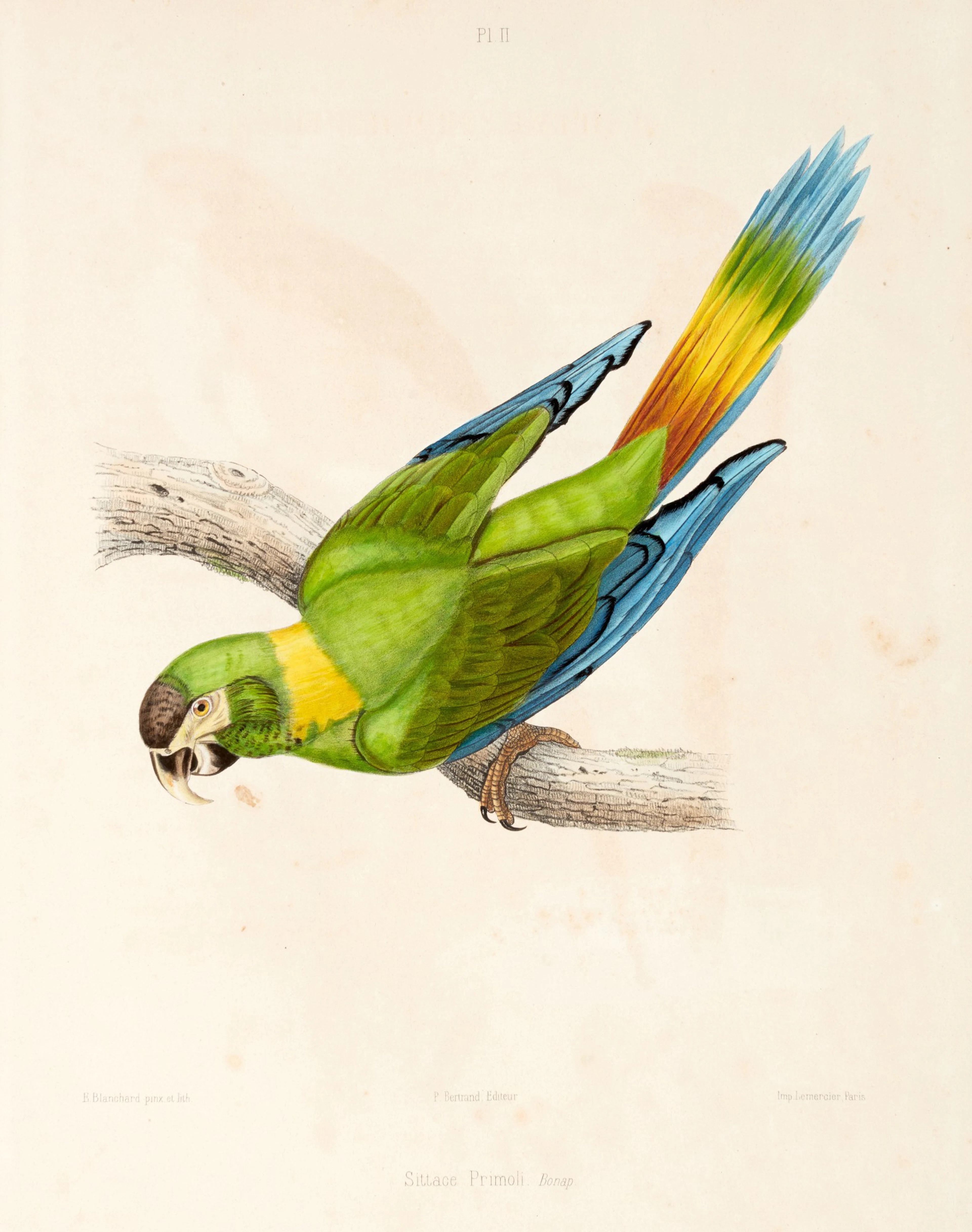 Charles de Souancé | Iconographie des Perroquets, Paris, 1857
