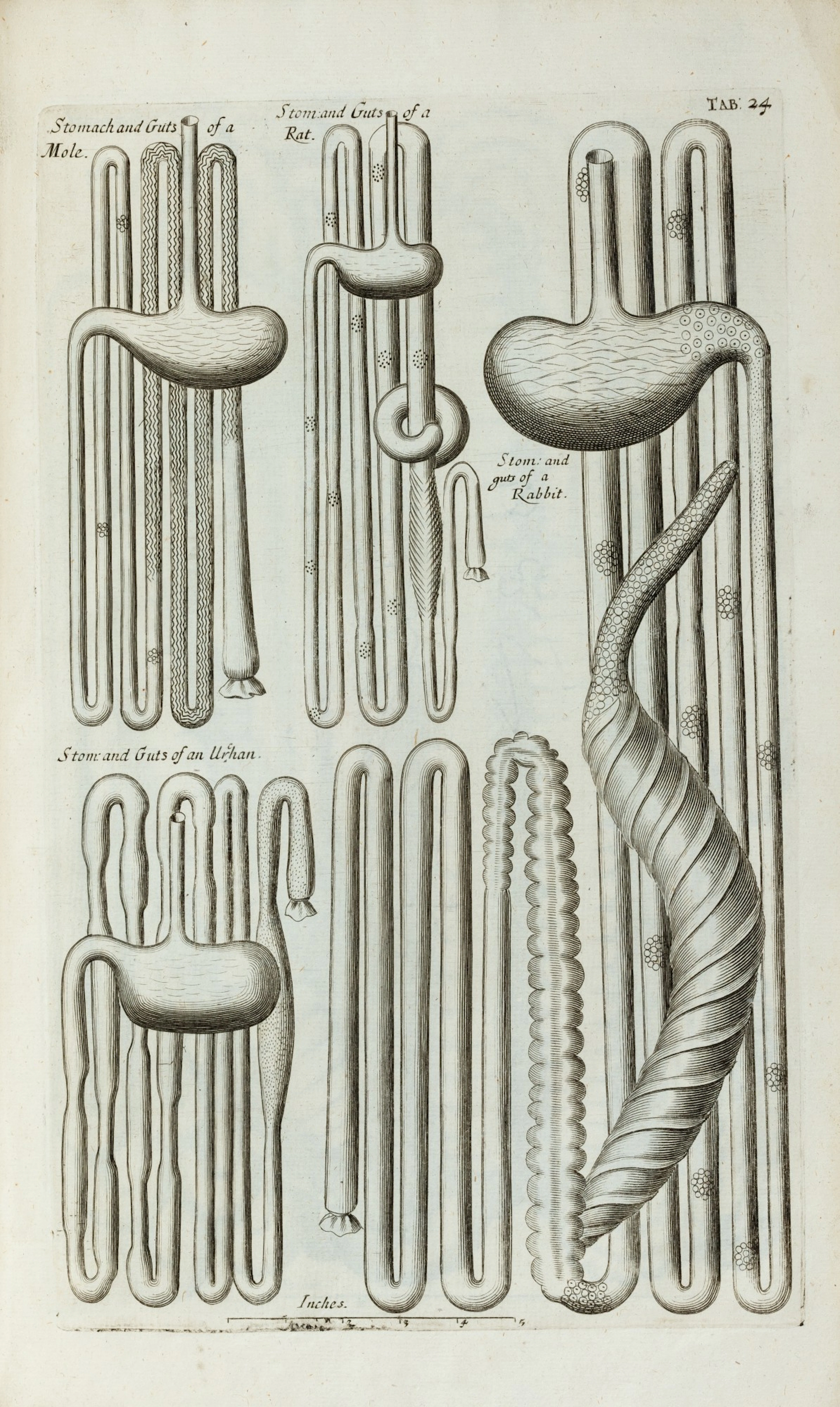 Musaeum regalis