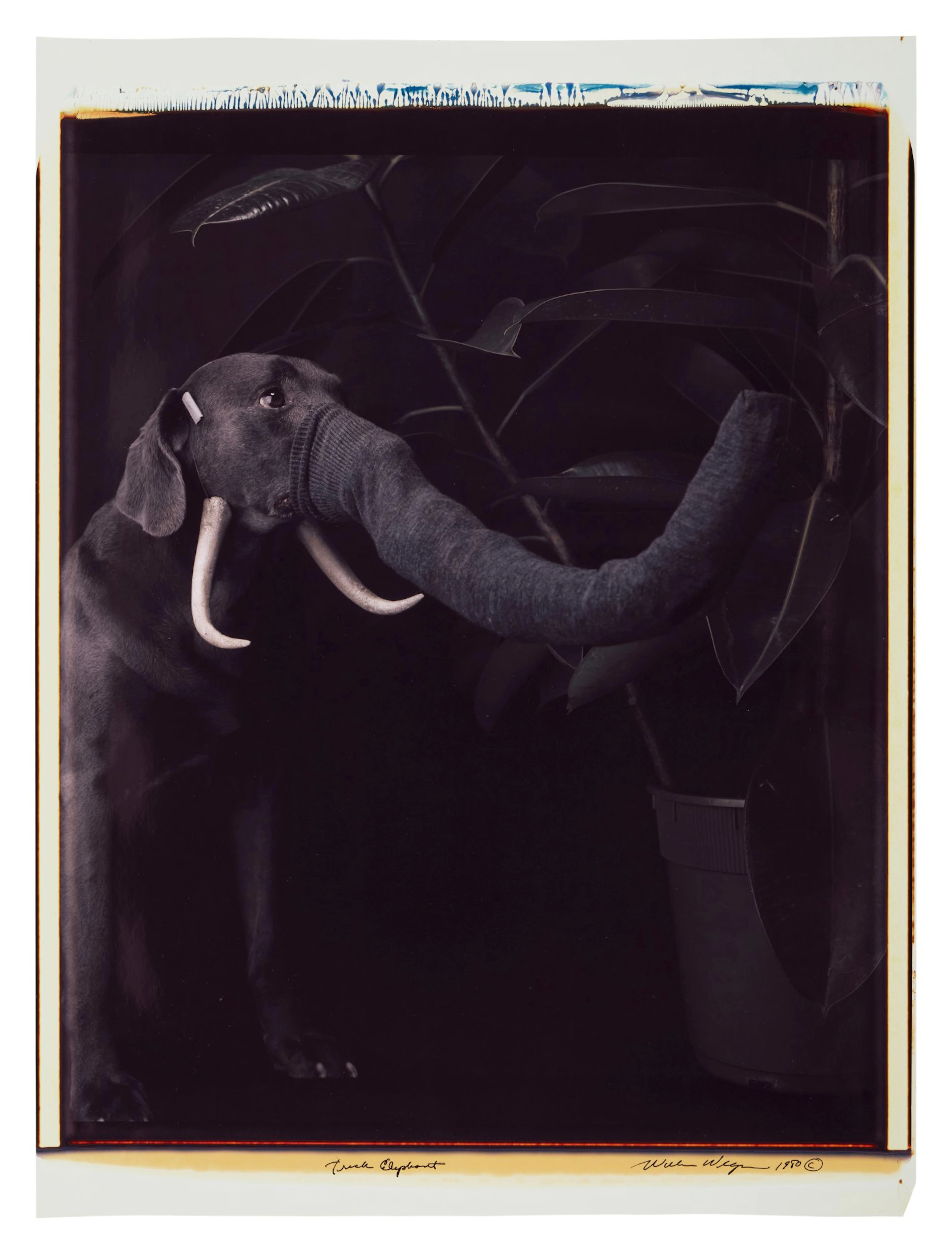 'Trick Elephant'