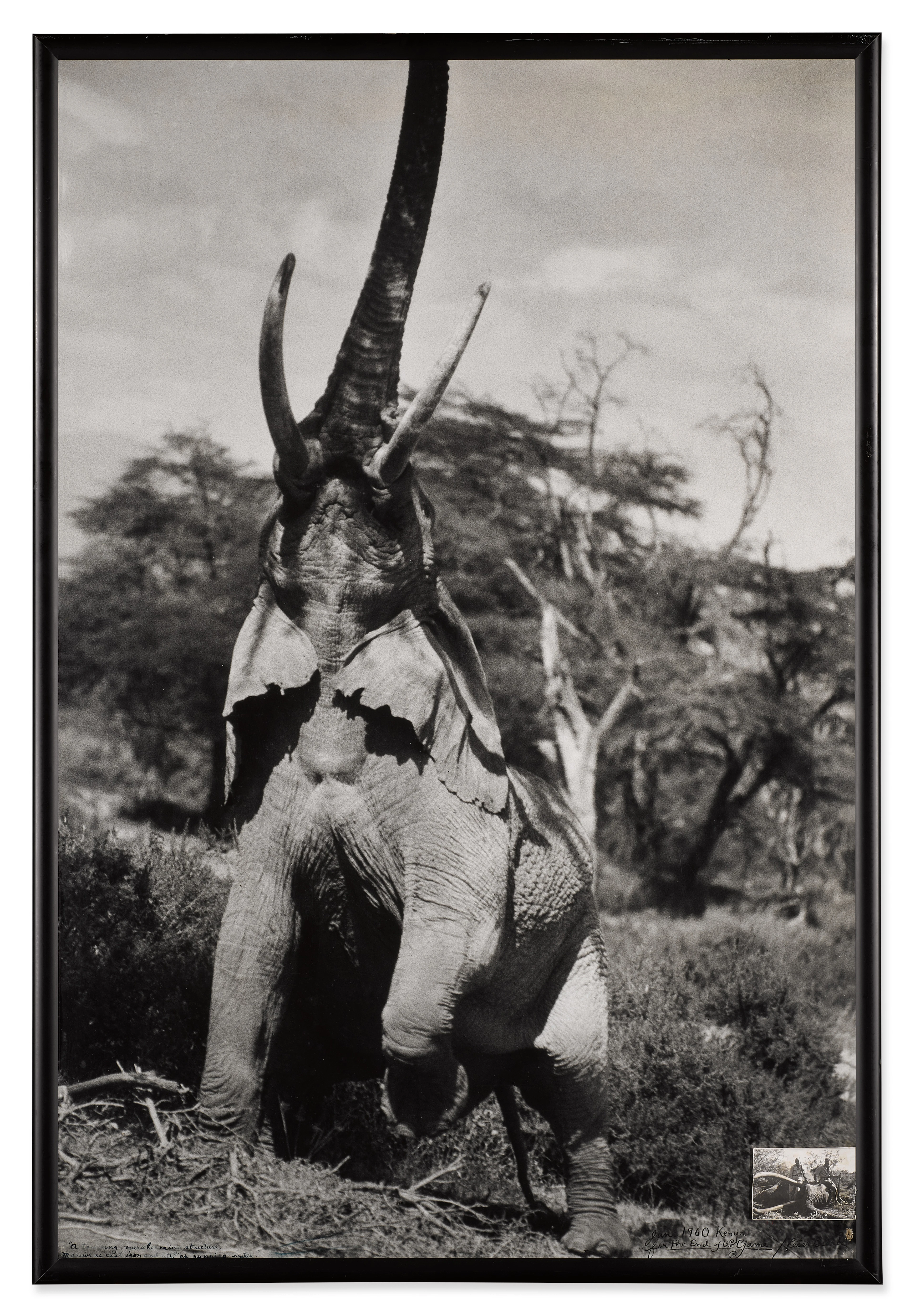 Elephant Reaching for the Last Branch on a Tree