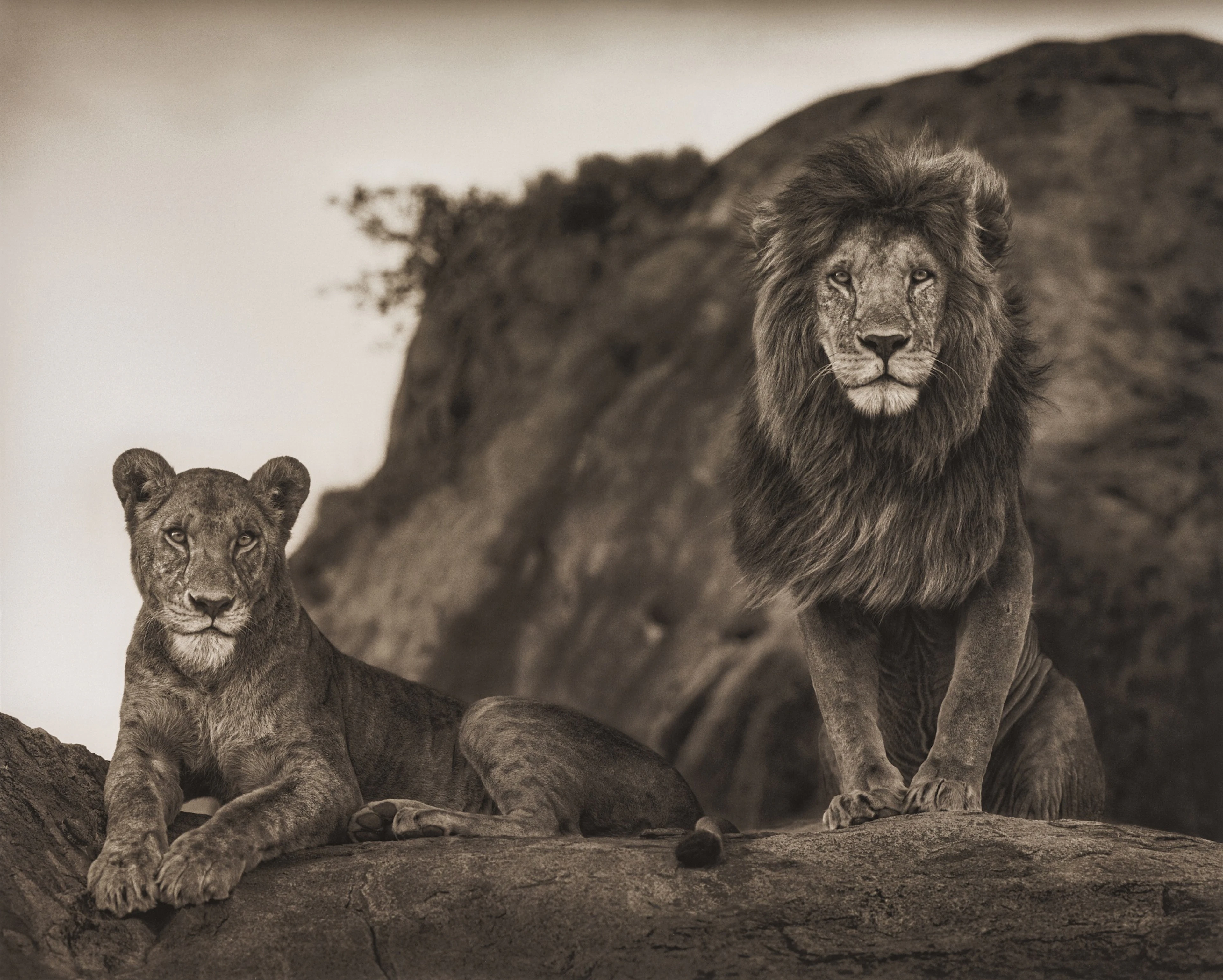 Lion Couple, Serengeti