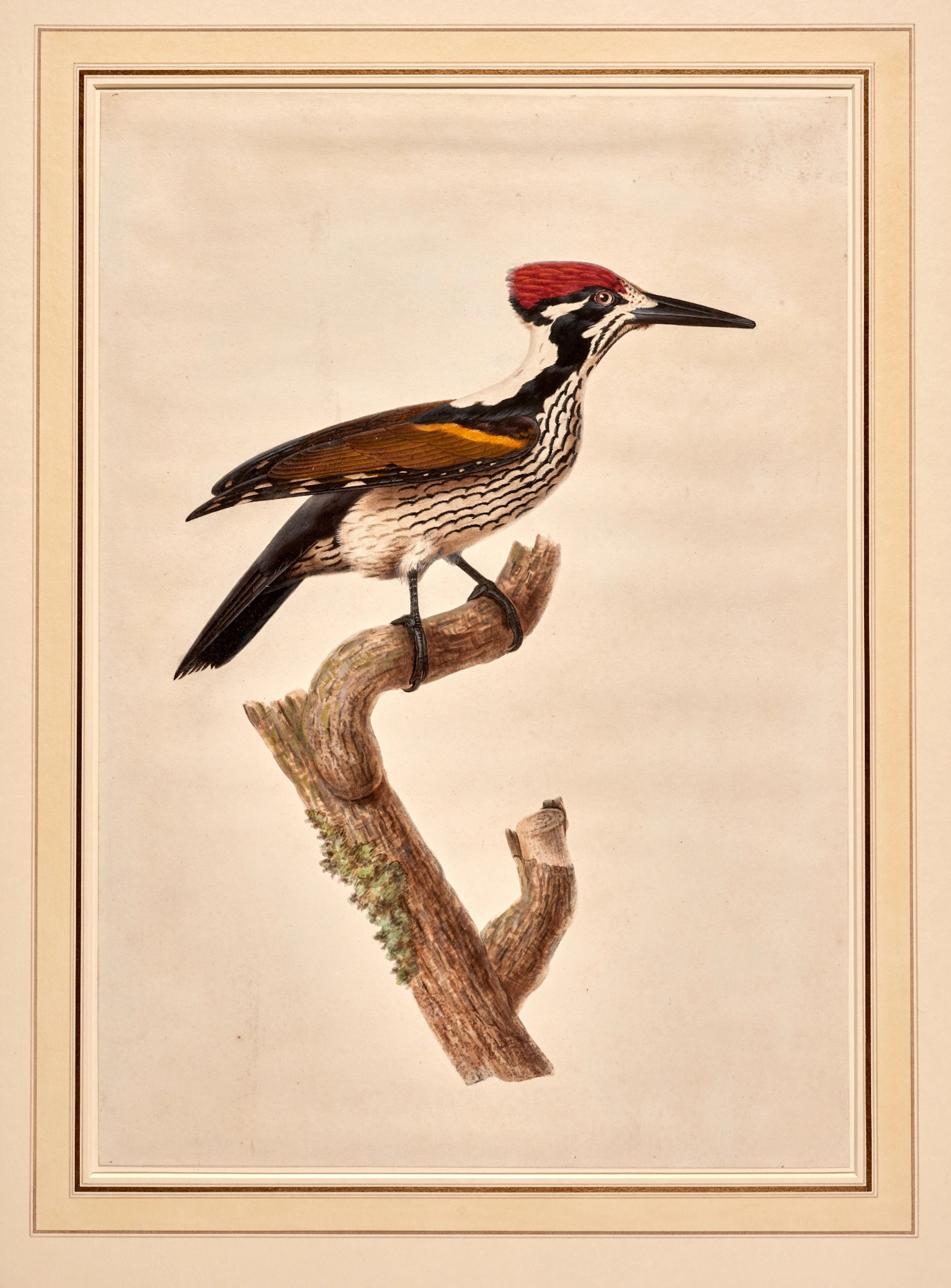 Attributed to Antoinette Pauline Jacqueline Knip | A pileated woodpecker