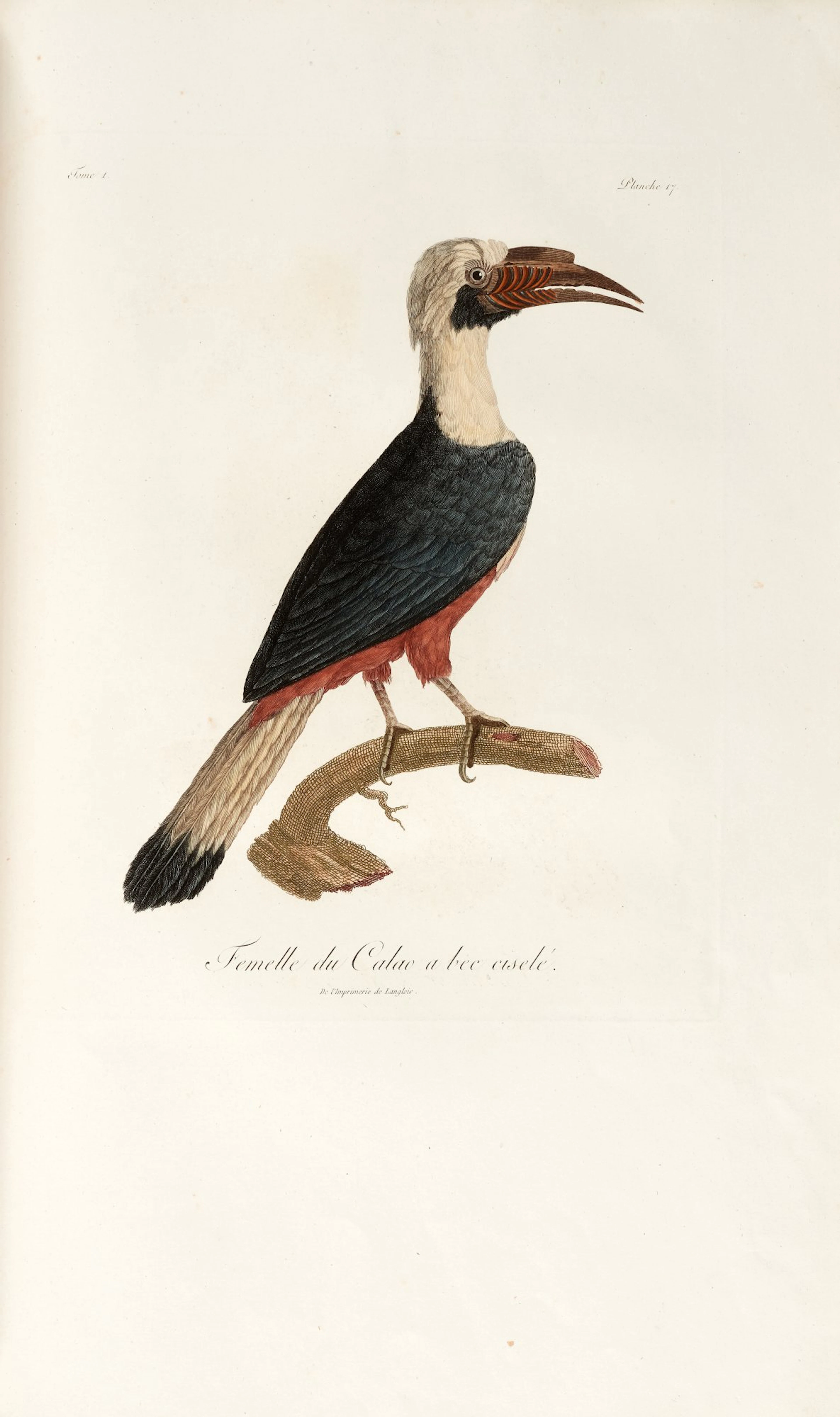 François Levaillant | Histoire naturelle d'une partie d'oiseaux..