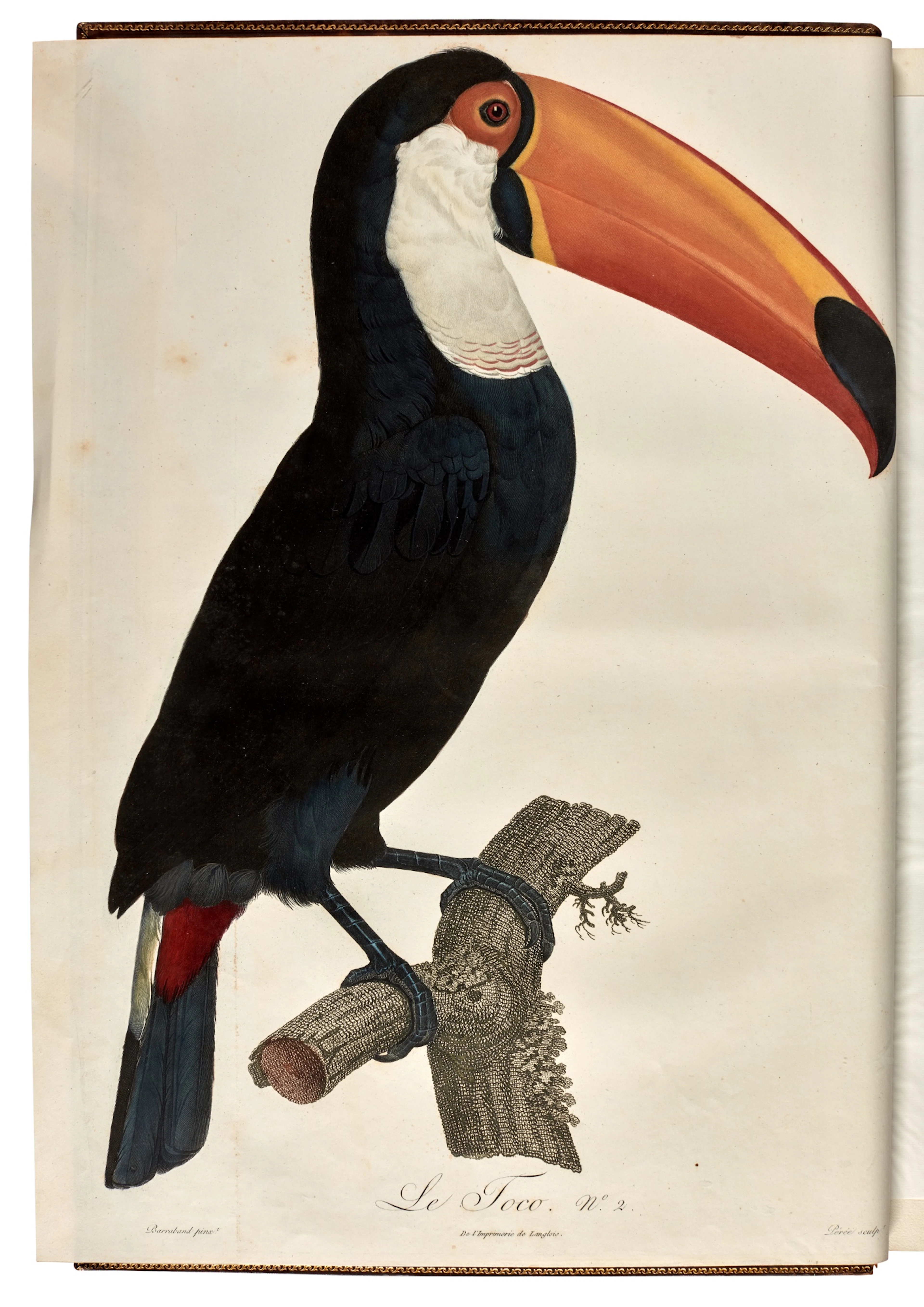 François Levaillant | Histoire naturelle des oiseaux de Paradis et des Rolliers