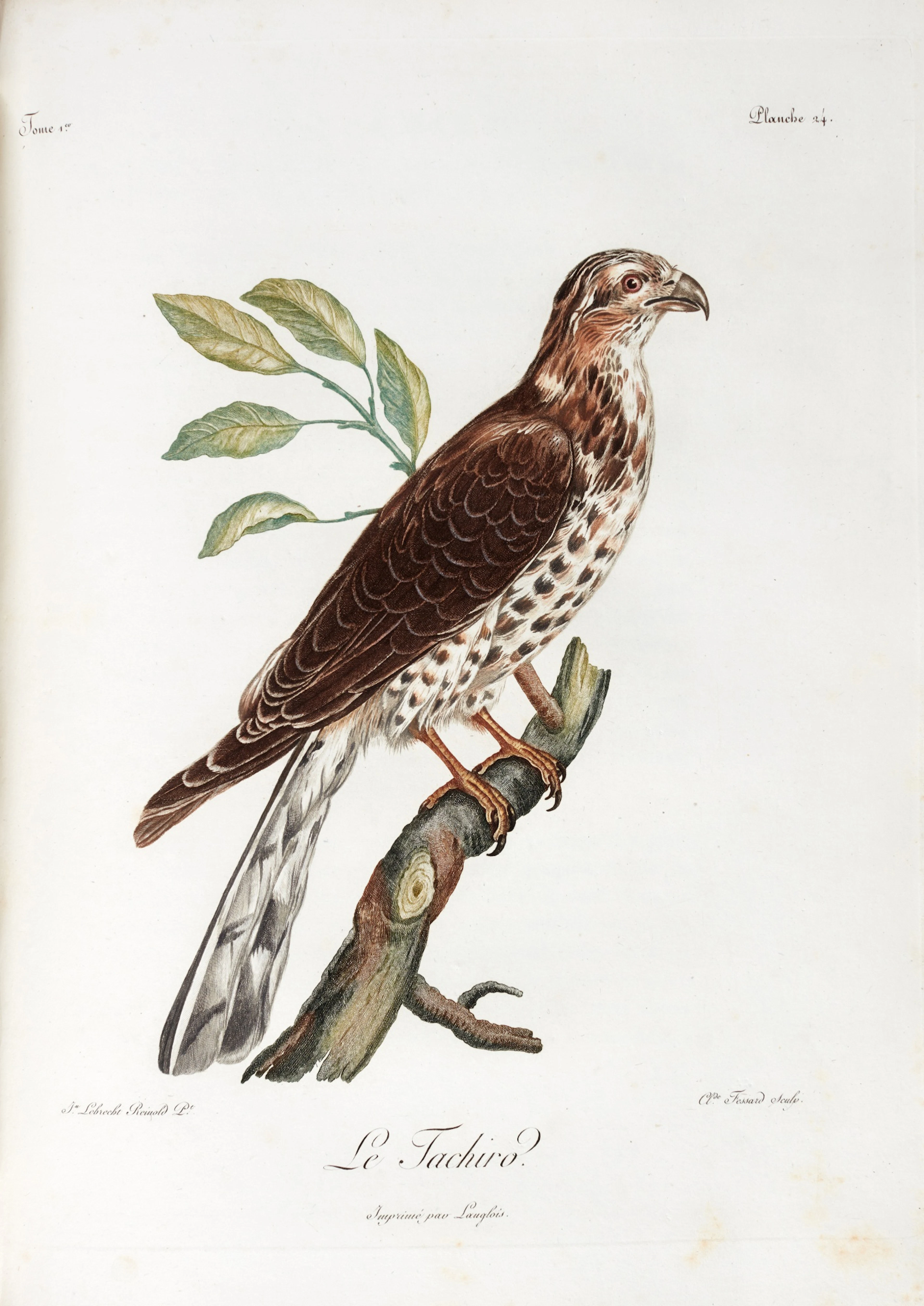 François Levaillant | Histoire naturalle des oiseaux d'Afrique