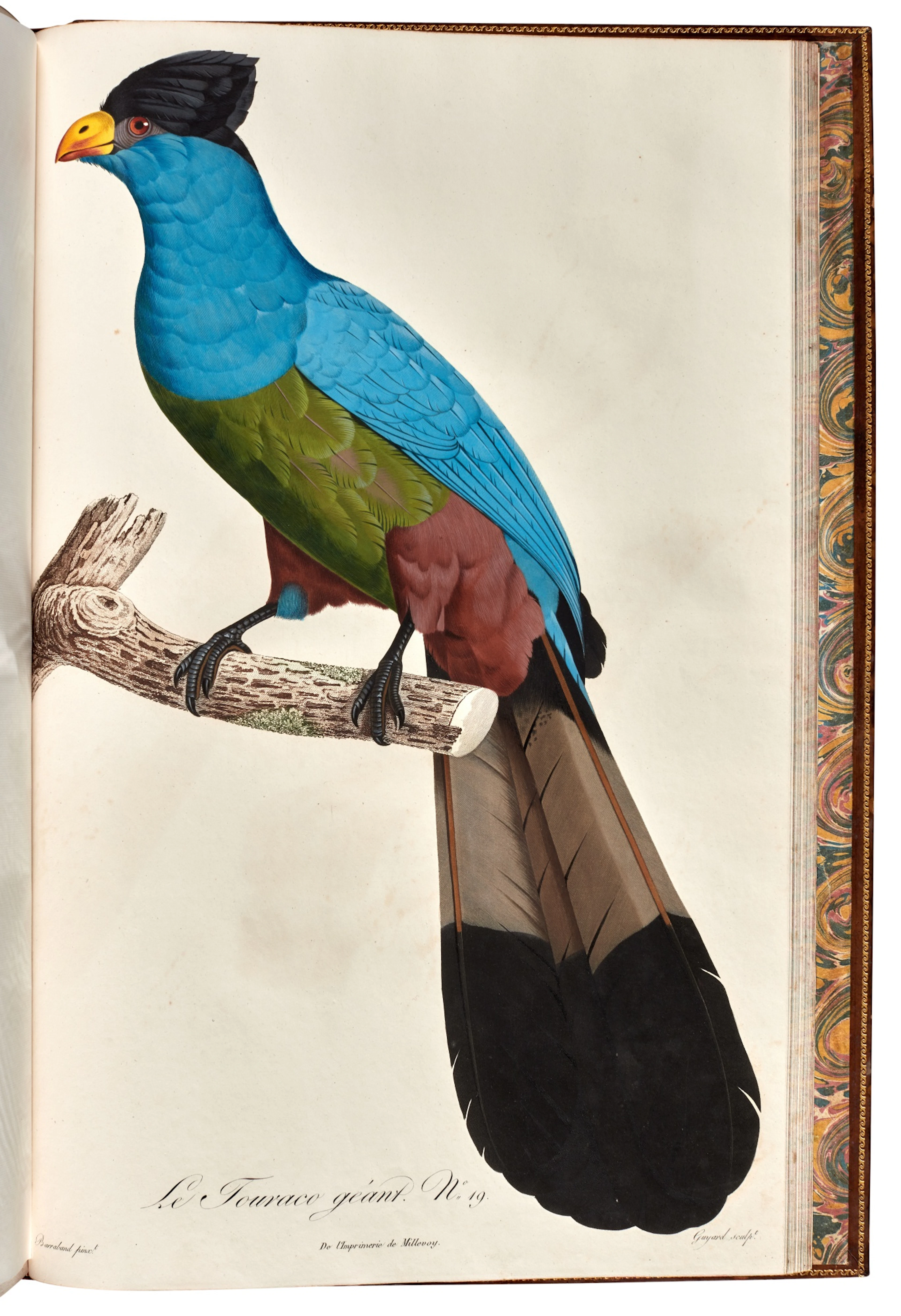 François Levaillant | Histoire naturelle des promerops et des guepiers
