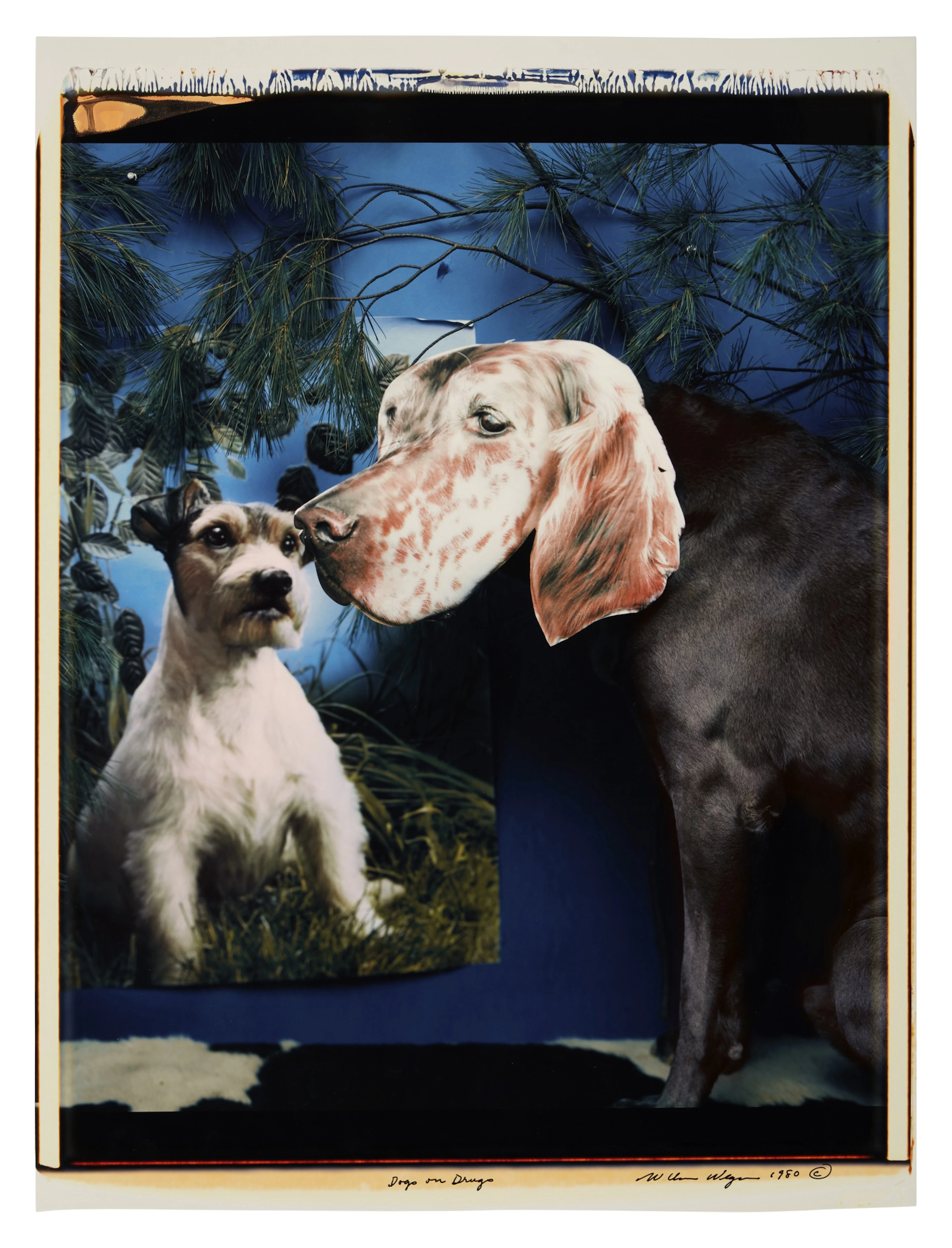 Dogs on Drugs