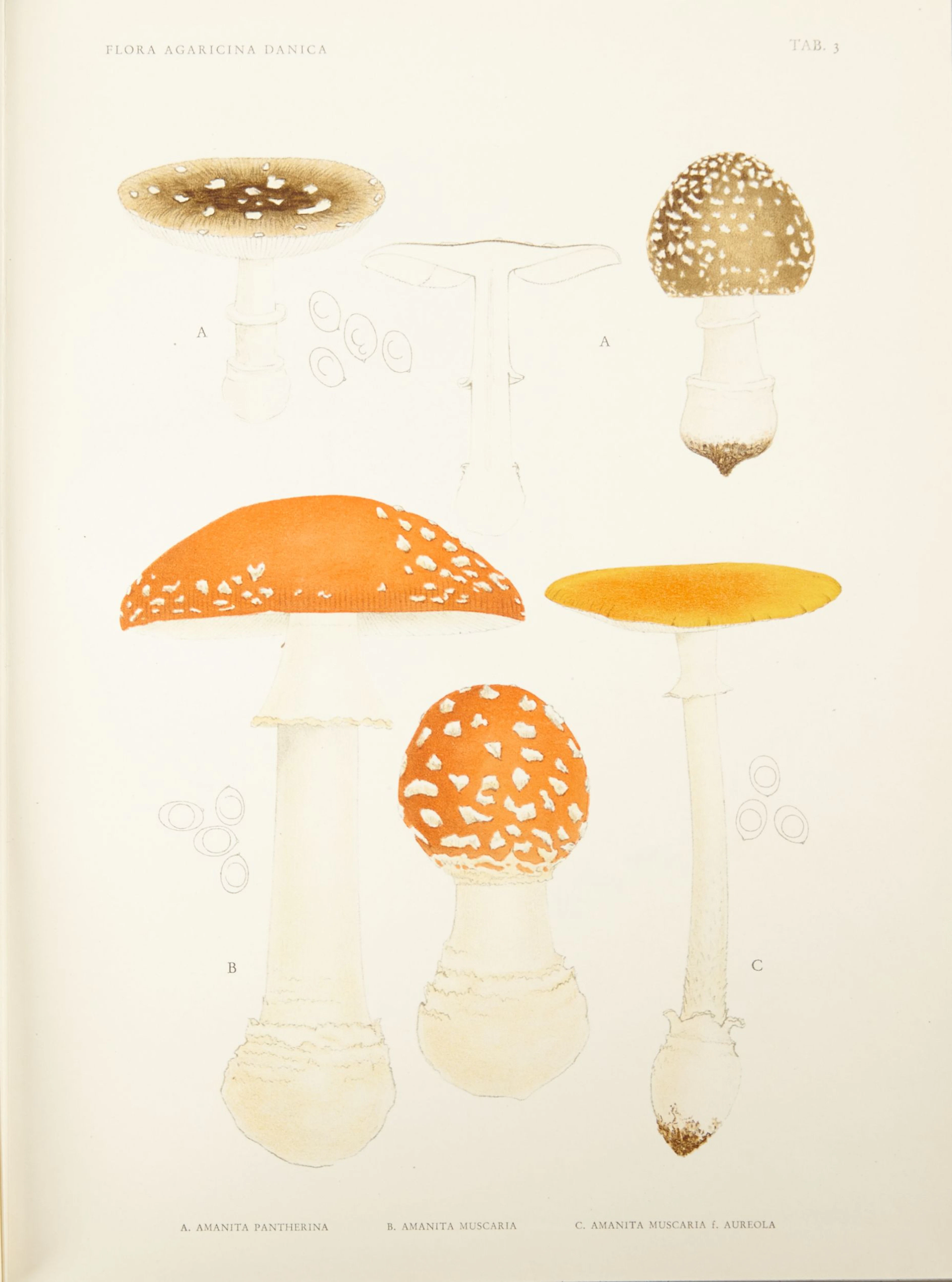 Langes Flora agaricina Danica