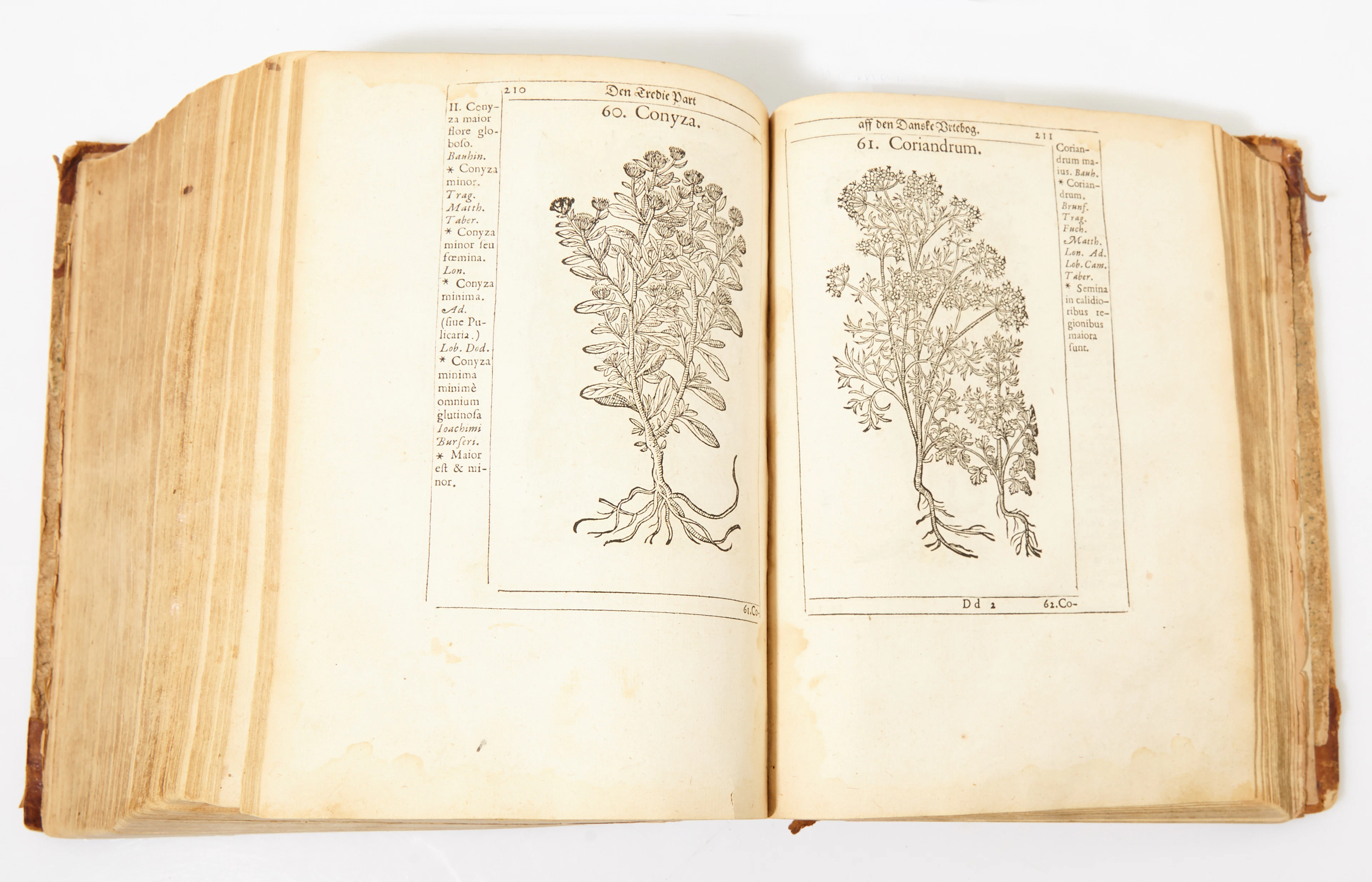Paulli Flora Danica 1648