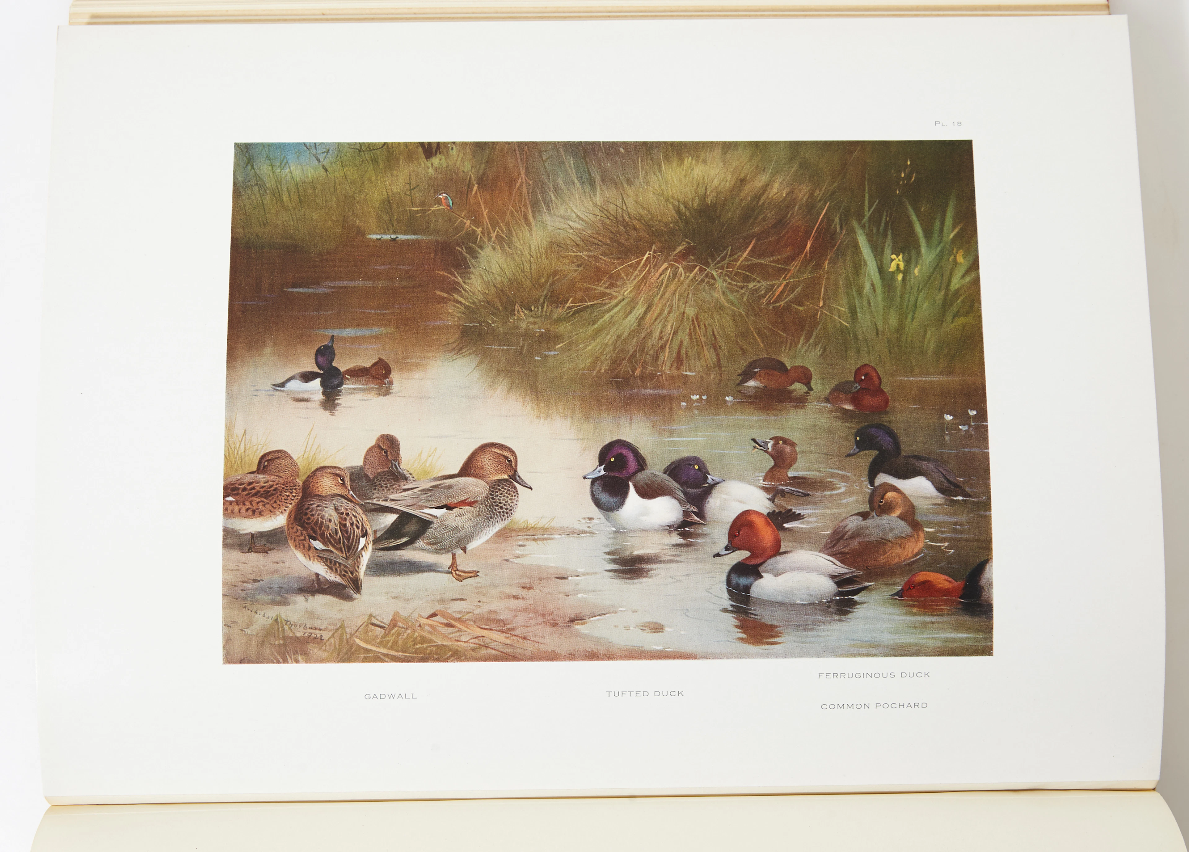 Thorburn's ornithology 1923