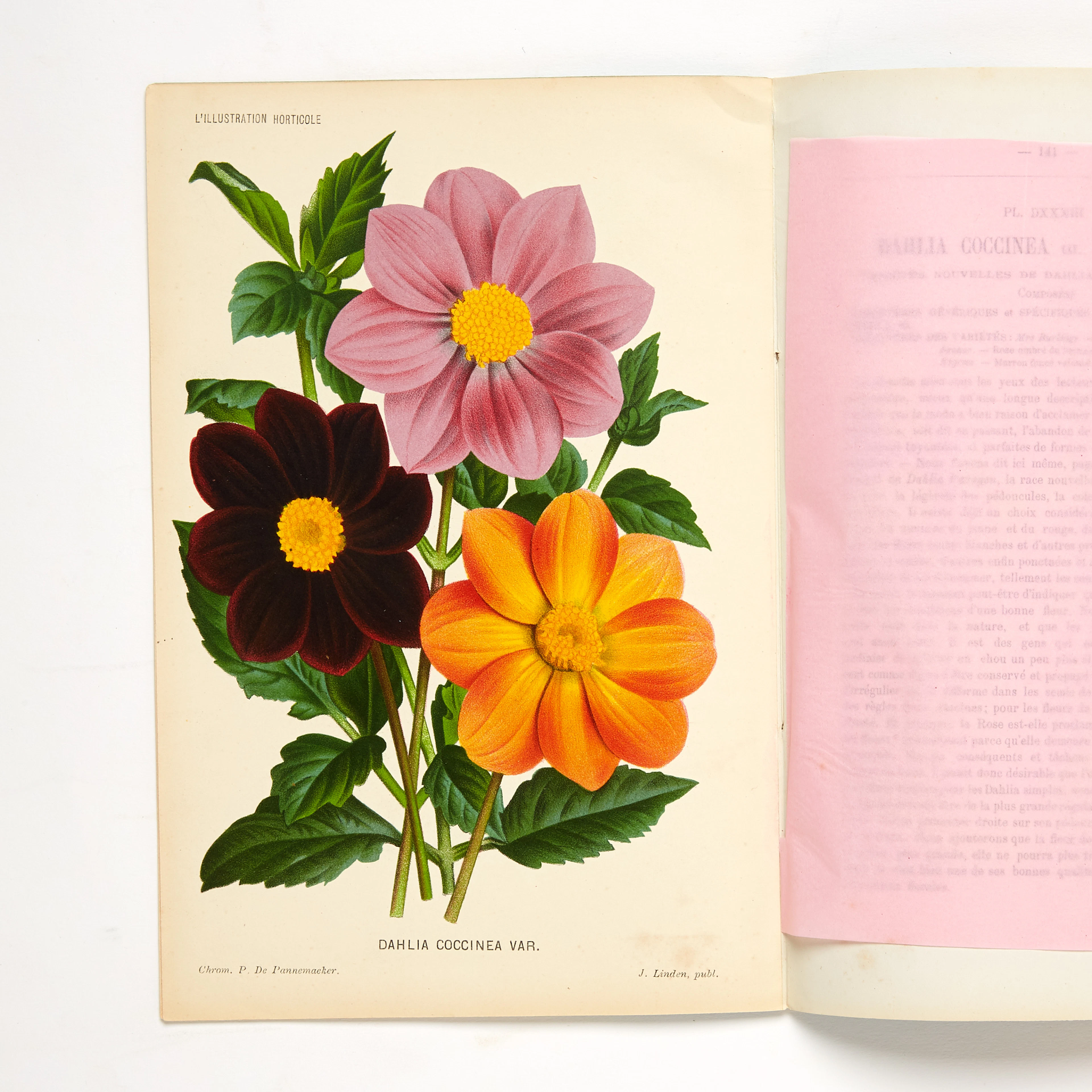 Linden L'illustration horticole with flower plates