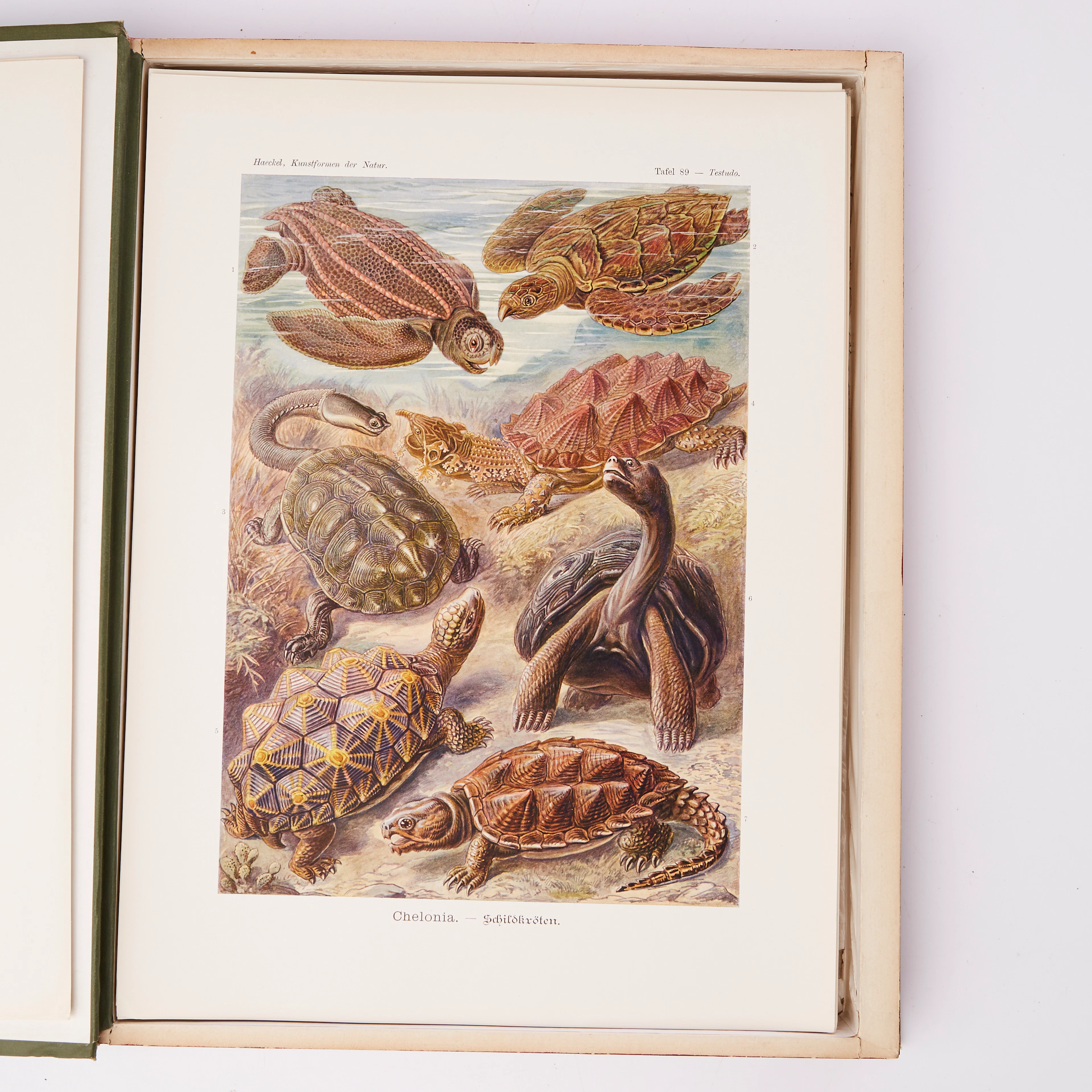 Ernst Haeckel Kunstformen der natur