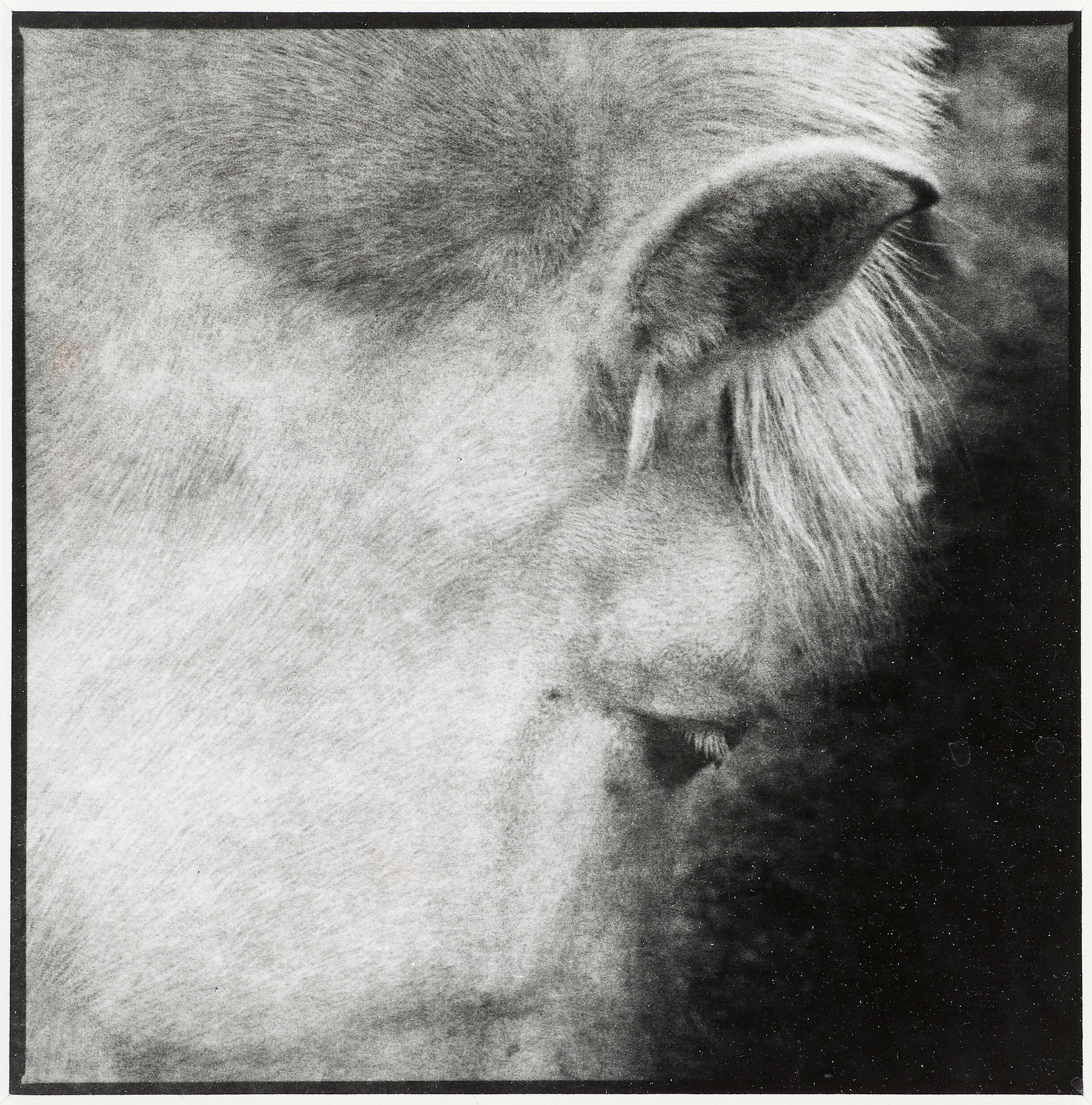 Tuija Lindström Horse, 1985