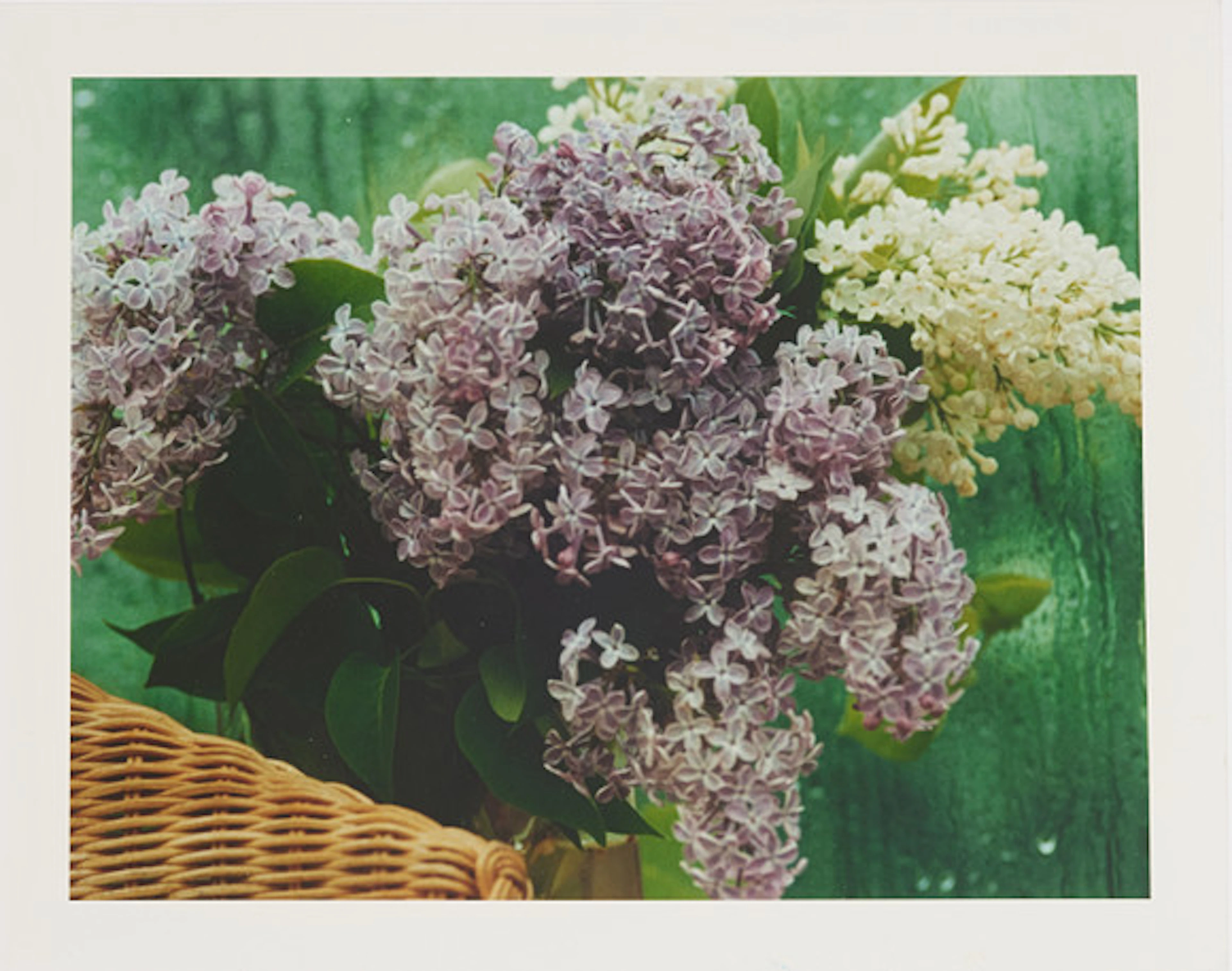 HANS HAMMARSKIÖLD. Syrener, c-print, 24 x …