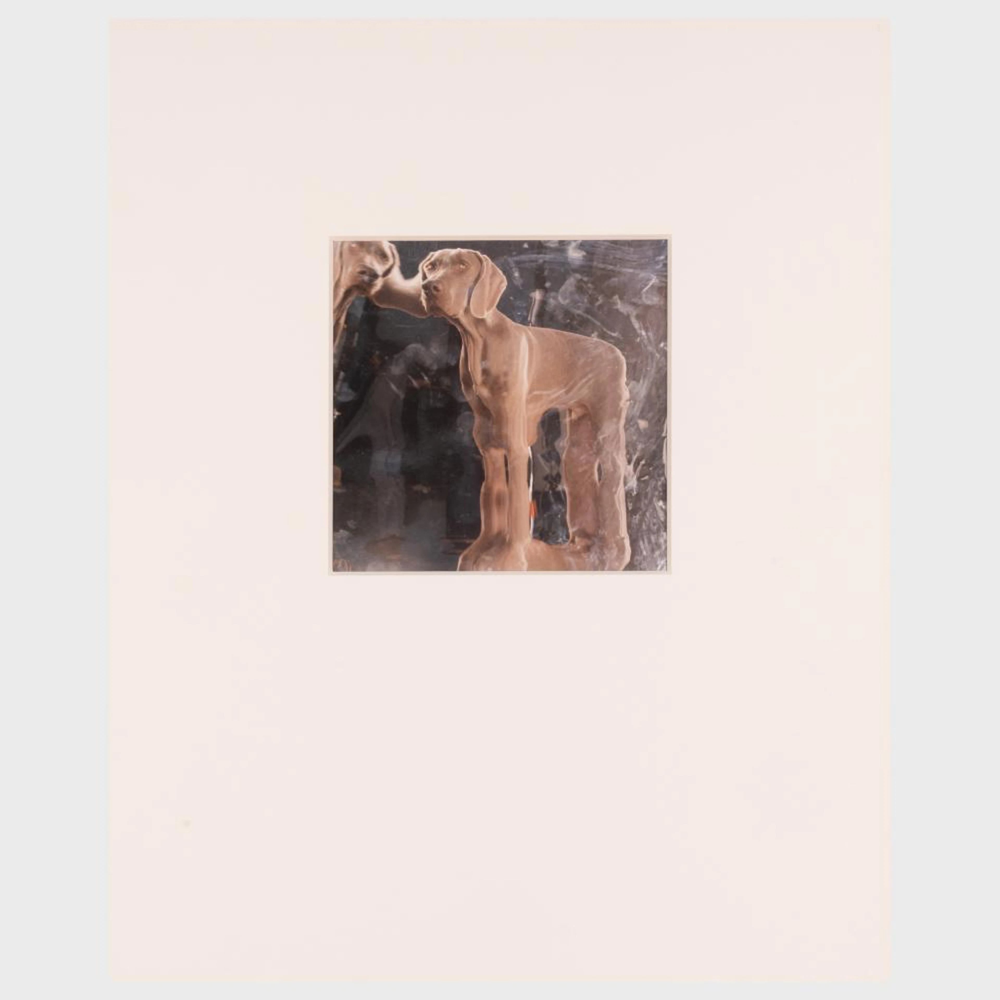 William Wegman (b. 1942): Chip Siamese