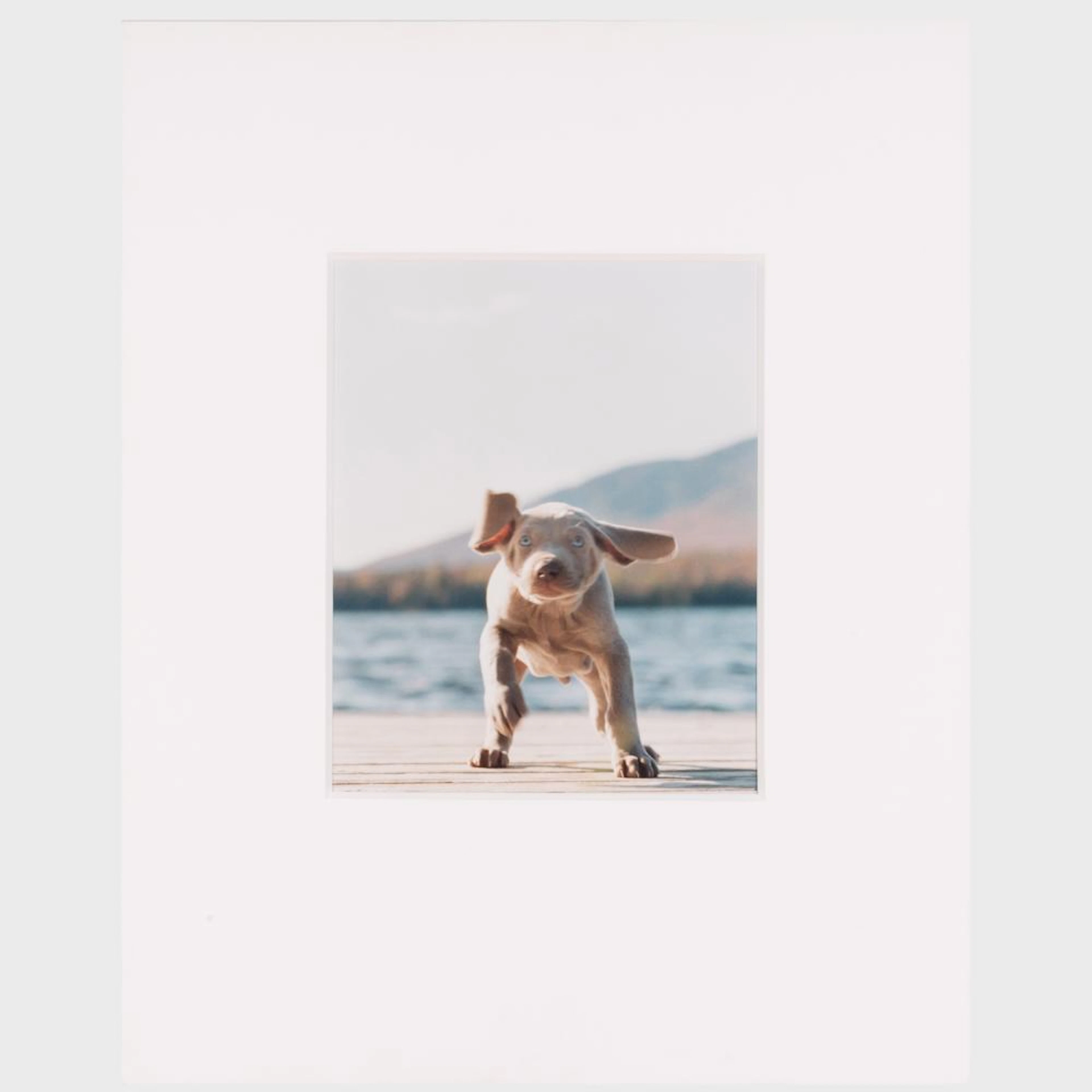 William Wegman (b. 1942): P.D.