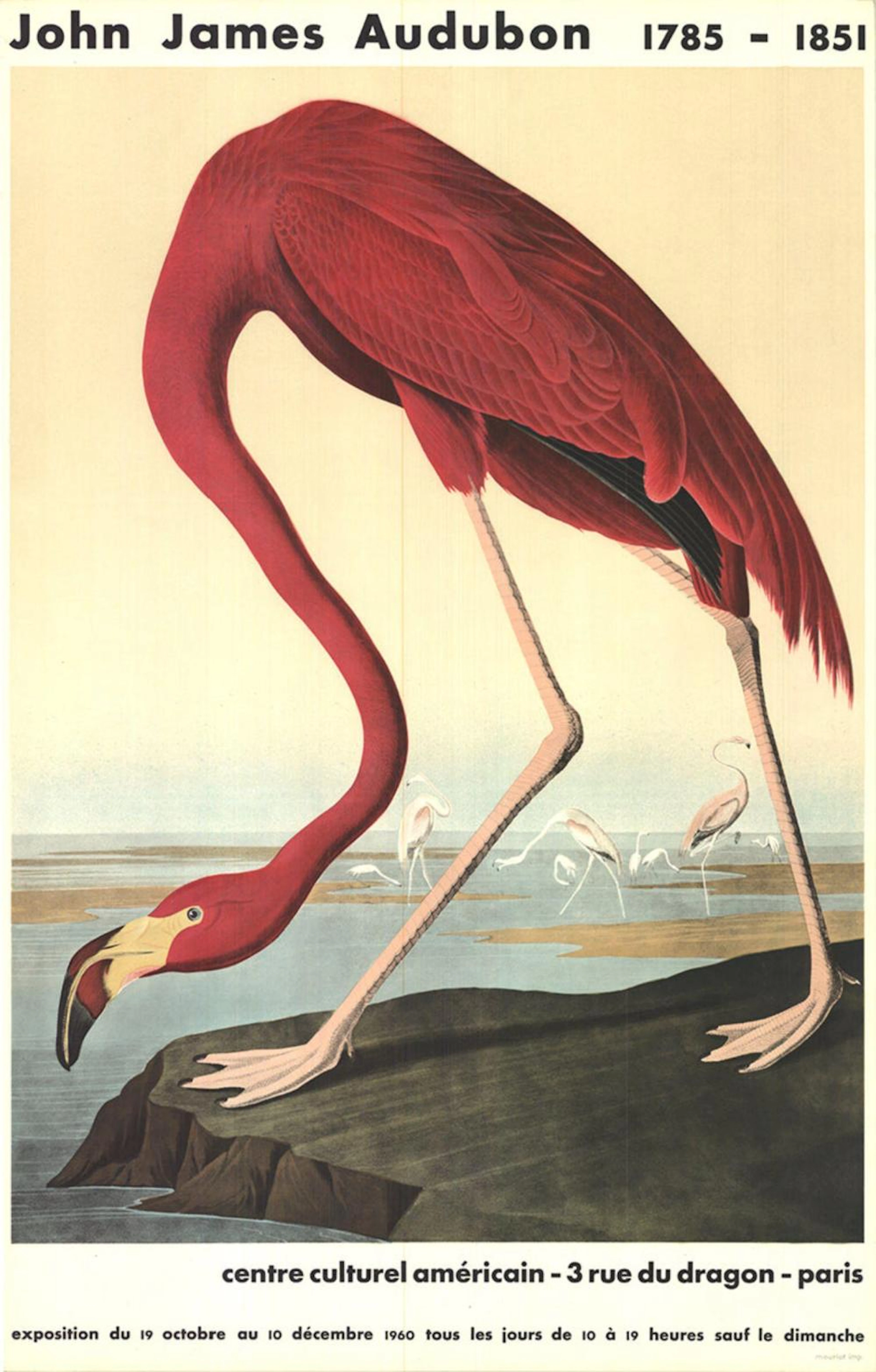 John James Audubon - American Flamingo - 1960 Lithograph 33.5" x 21.5"