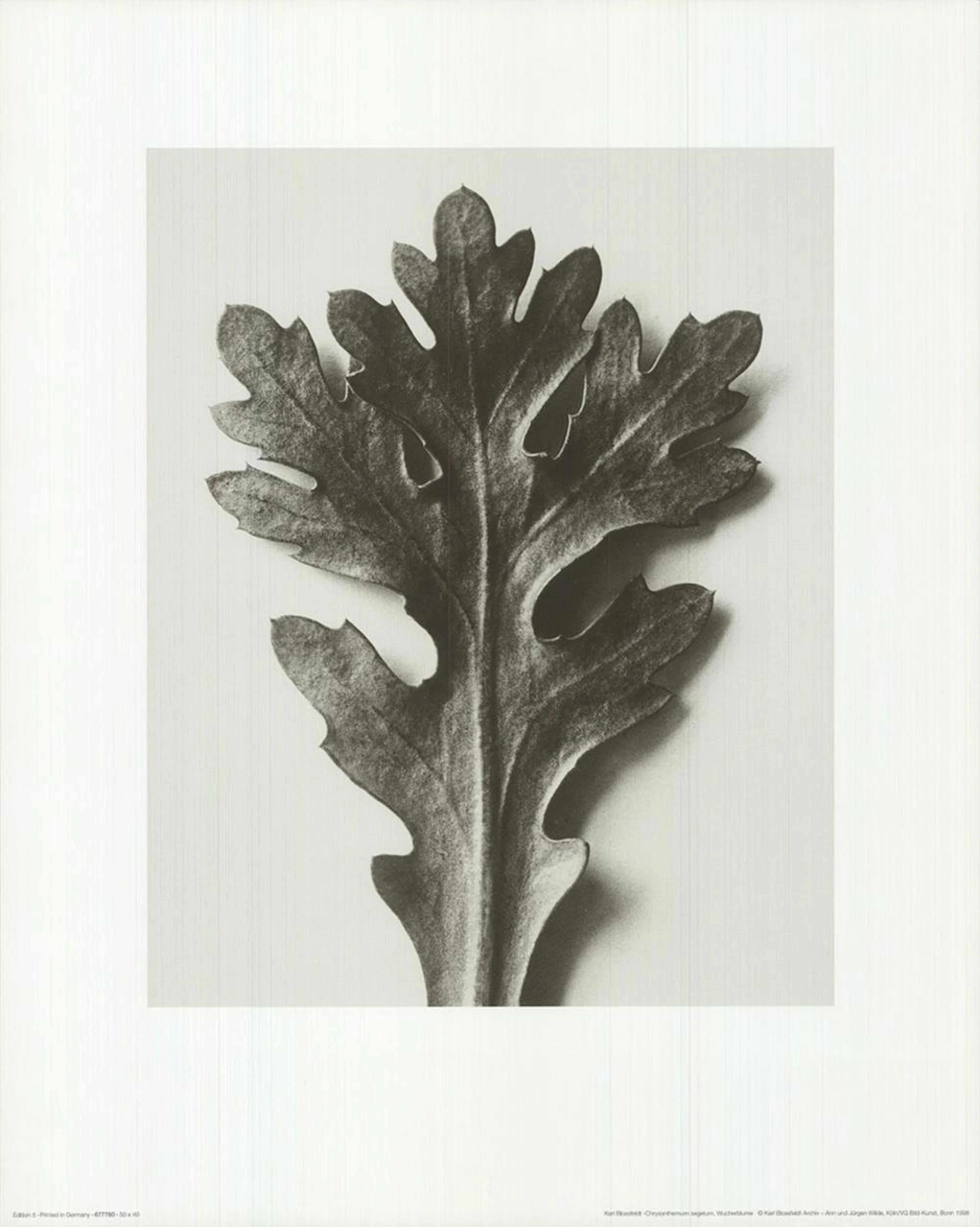 Karl Blossfeldt - Chrysanthemum Segetum - 1998 Offset Lithograph 19.75" x 15.75"