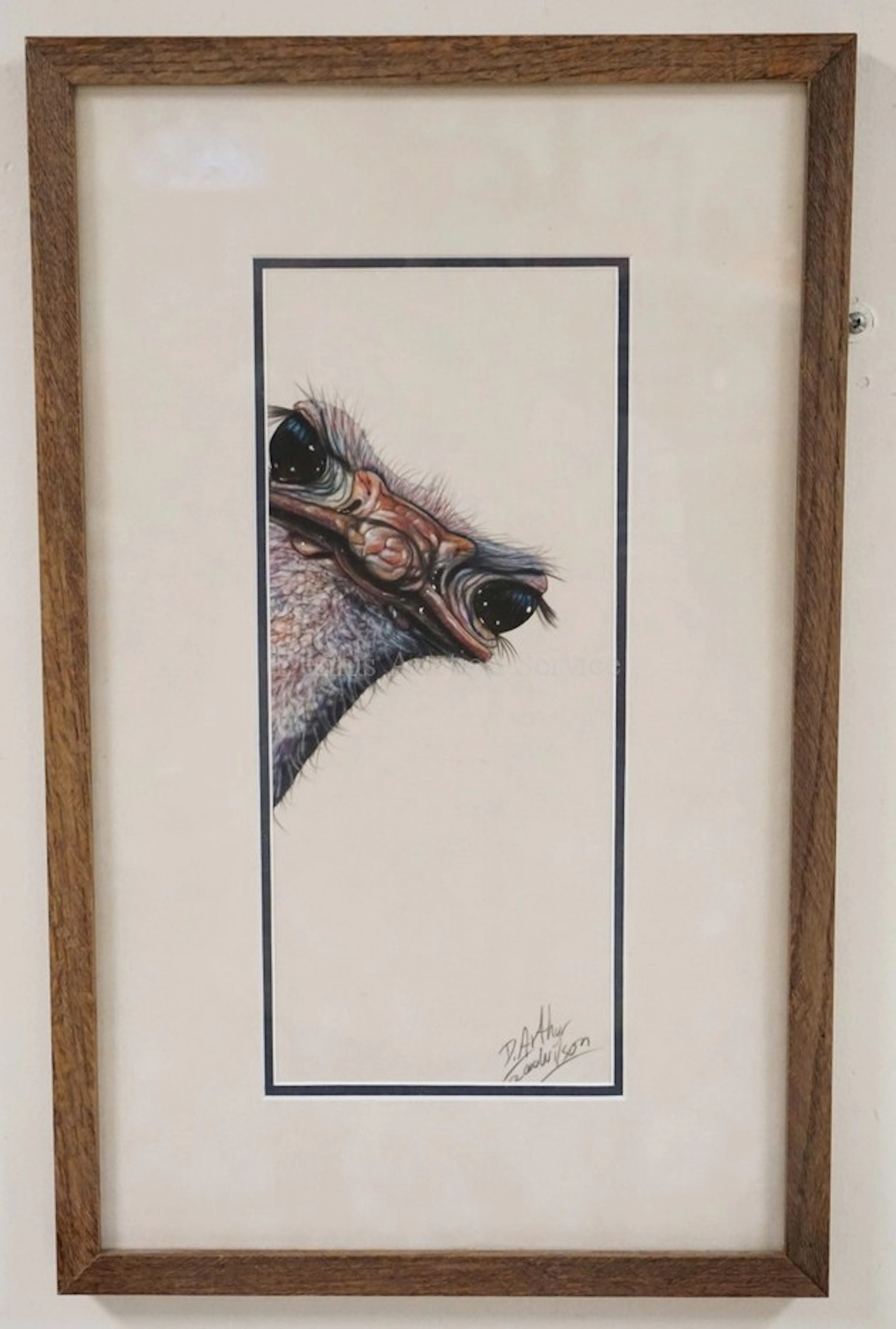 D. ARTHUR WILSON *RHUPERT* PASTEL DRAWING OF AN OSTRICH
