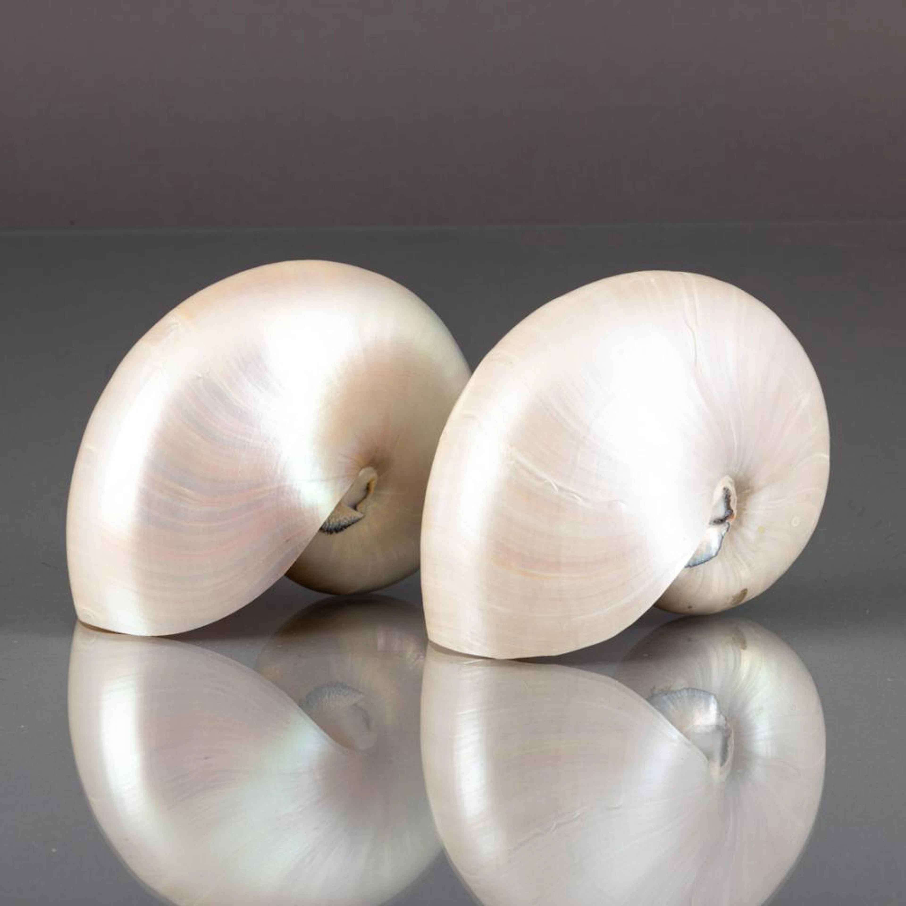 PAIR OF NAUTILE SHELLS