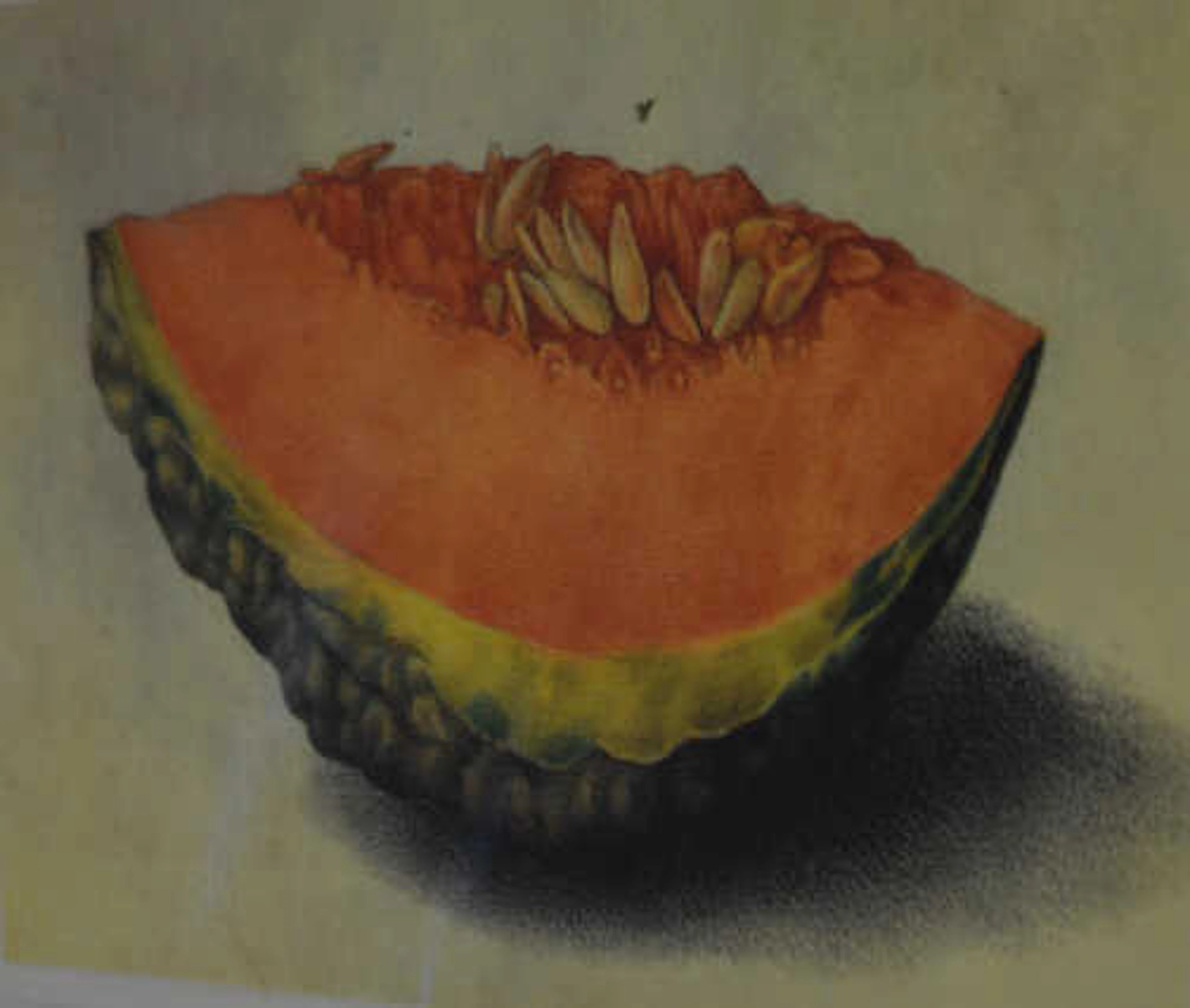 Vintage engraving, 'After Giovanna Garzoni', still