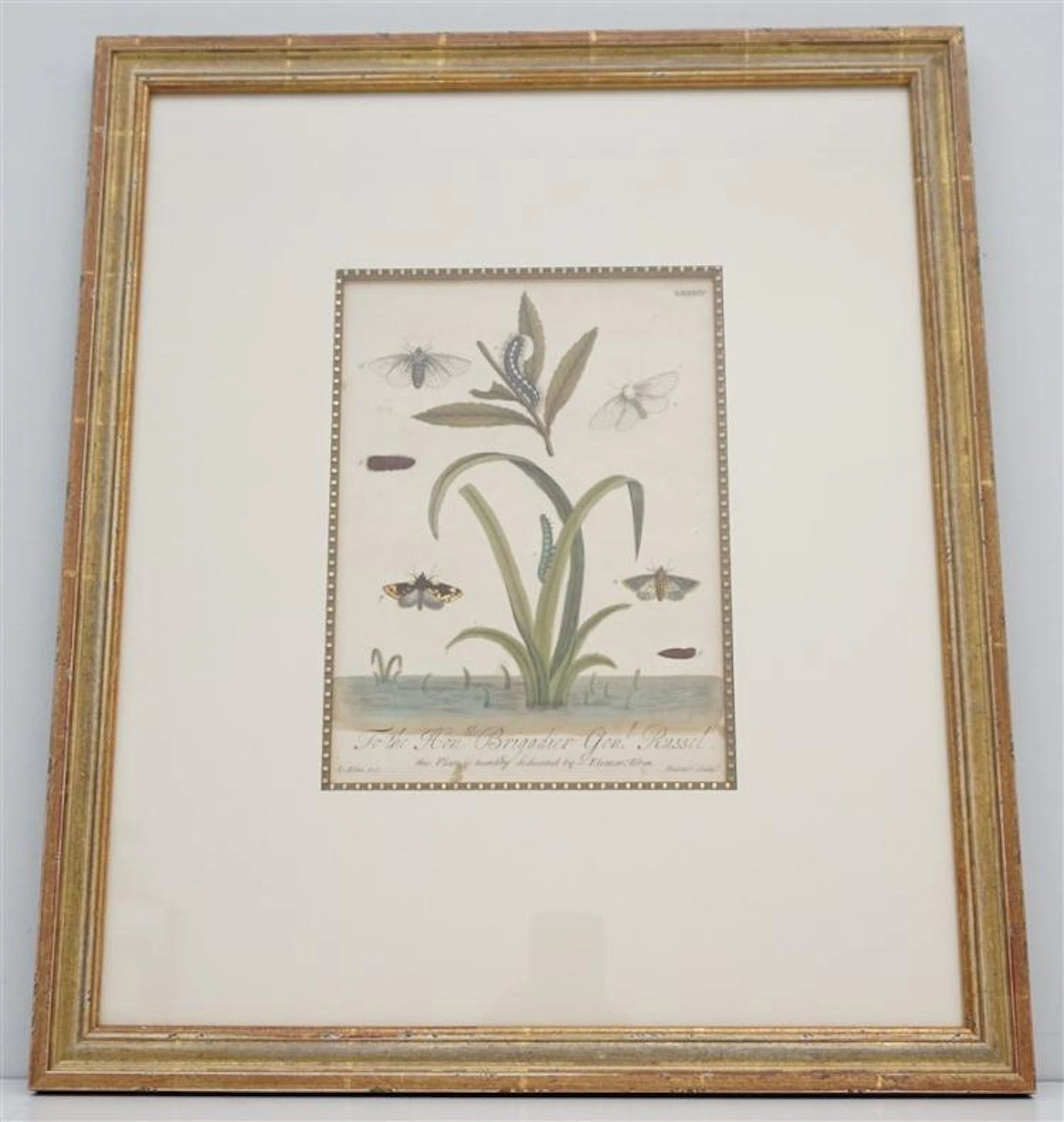 ELEAZAR ALBIN c. 1720 HAND COLORED MOTH ENGRAVING