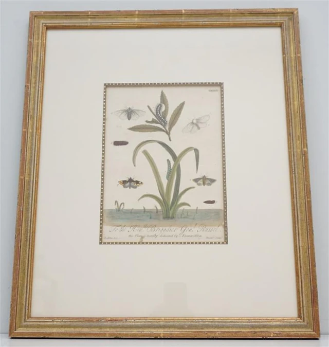 ELEAZAR ALBIN c. 1720 HAND COLORED MOTH ENGRAVING
