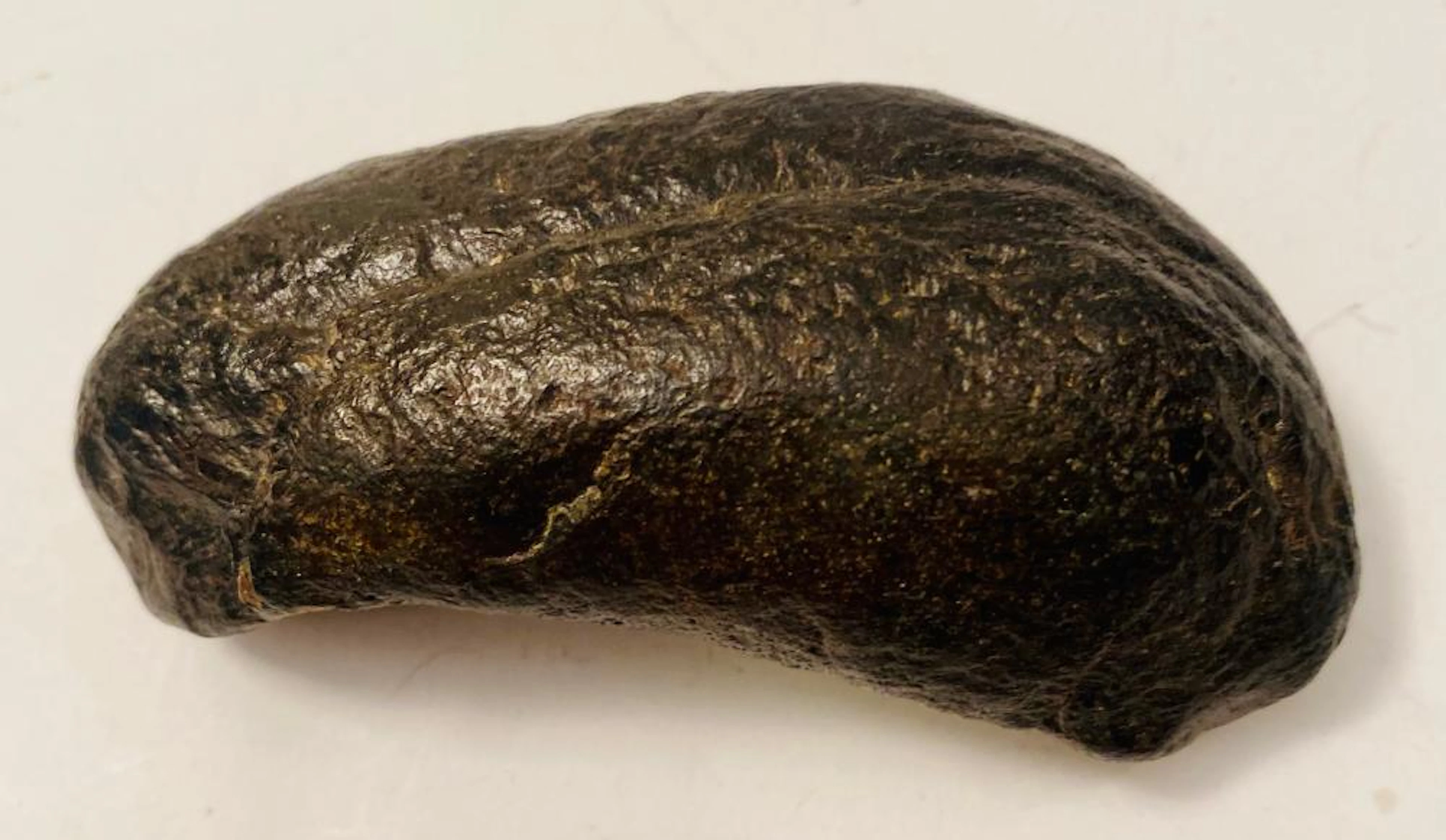 Fossil ear drum of whale