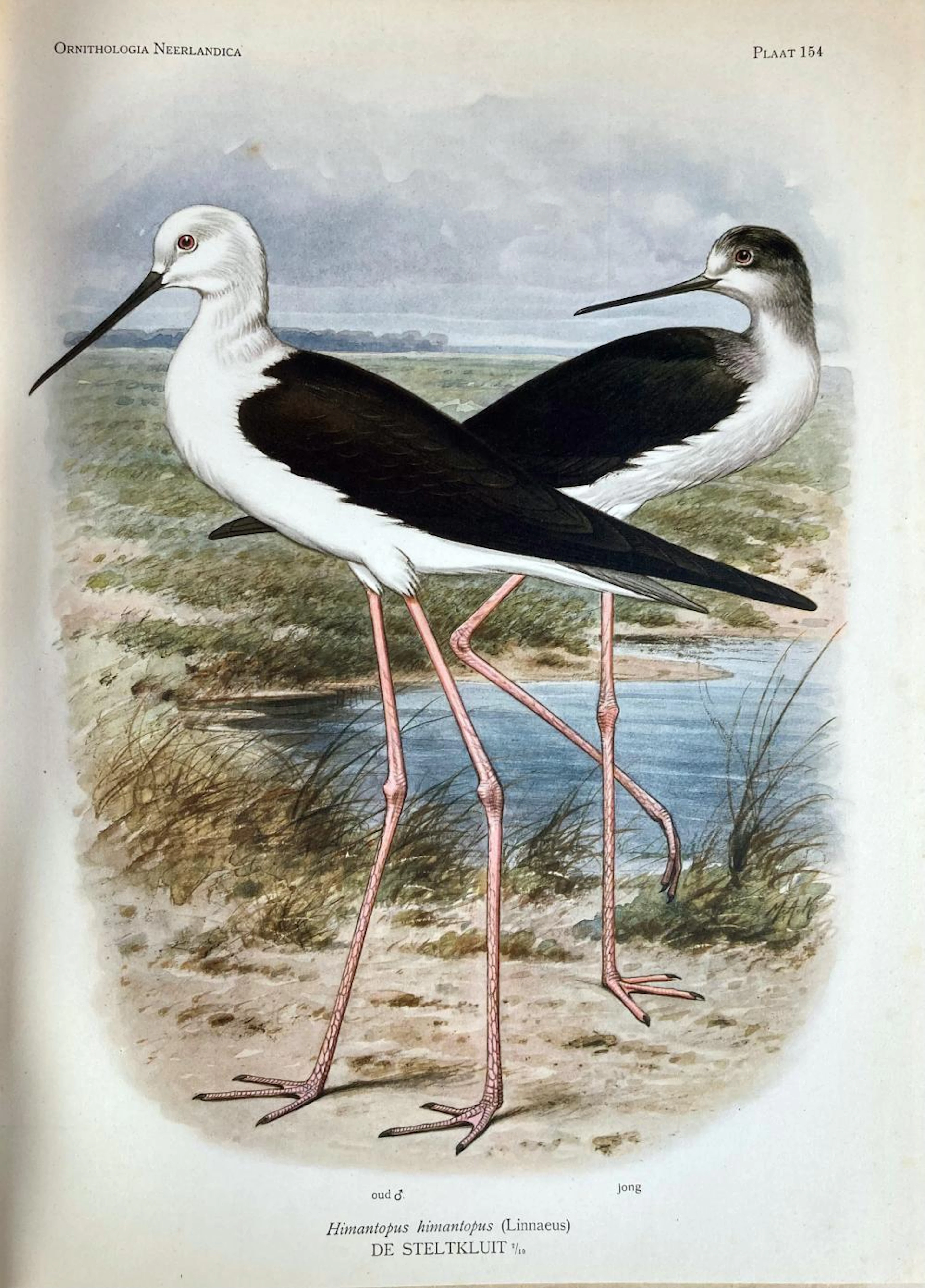 ORNITHOLOGY -- OORT