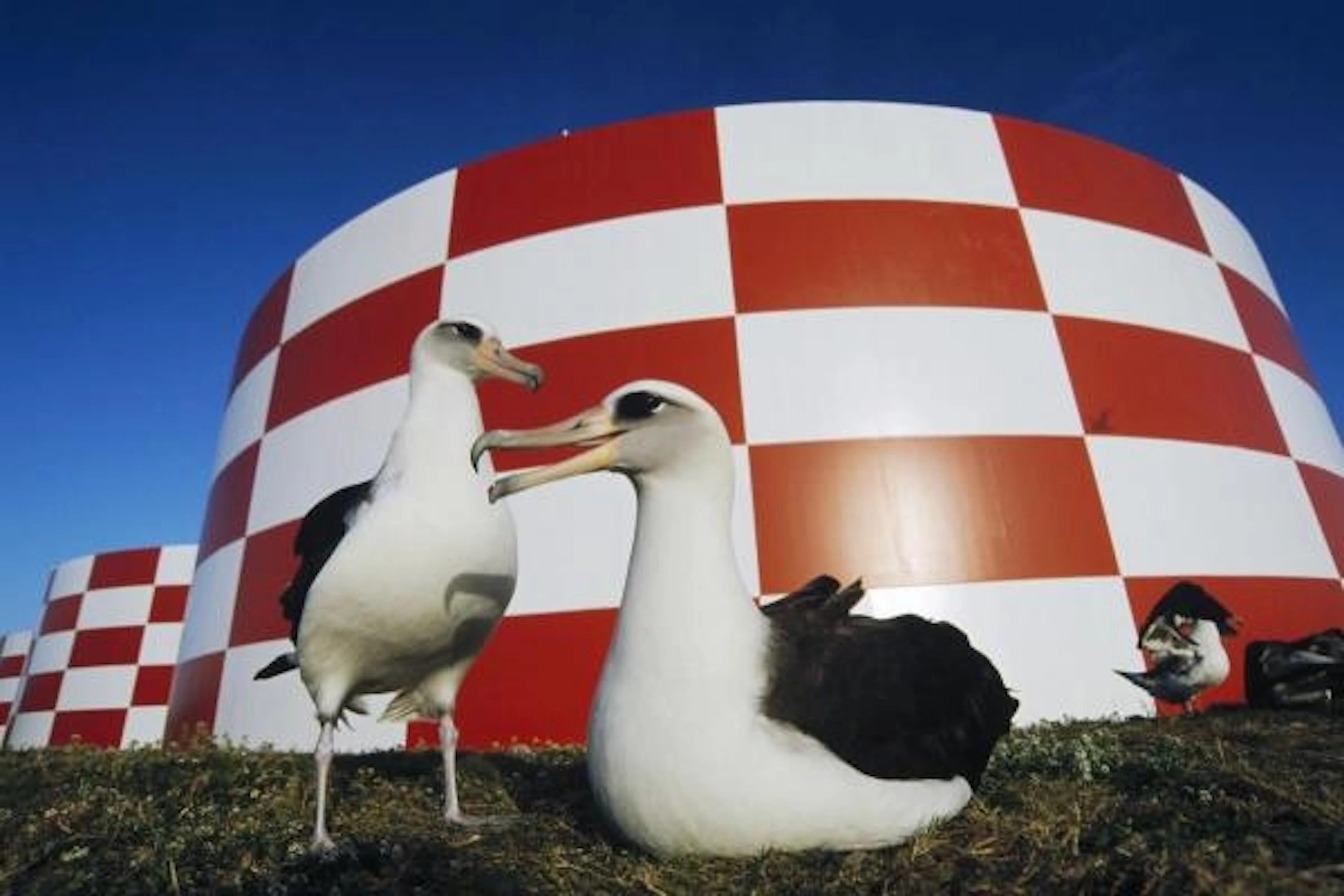 Tui De Roy - Laysan Albatross Pair Nesting Near Water Cisterns