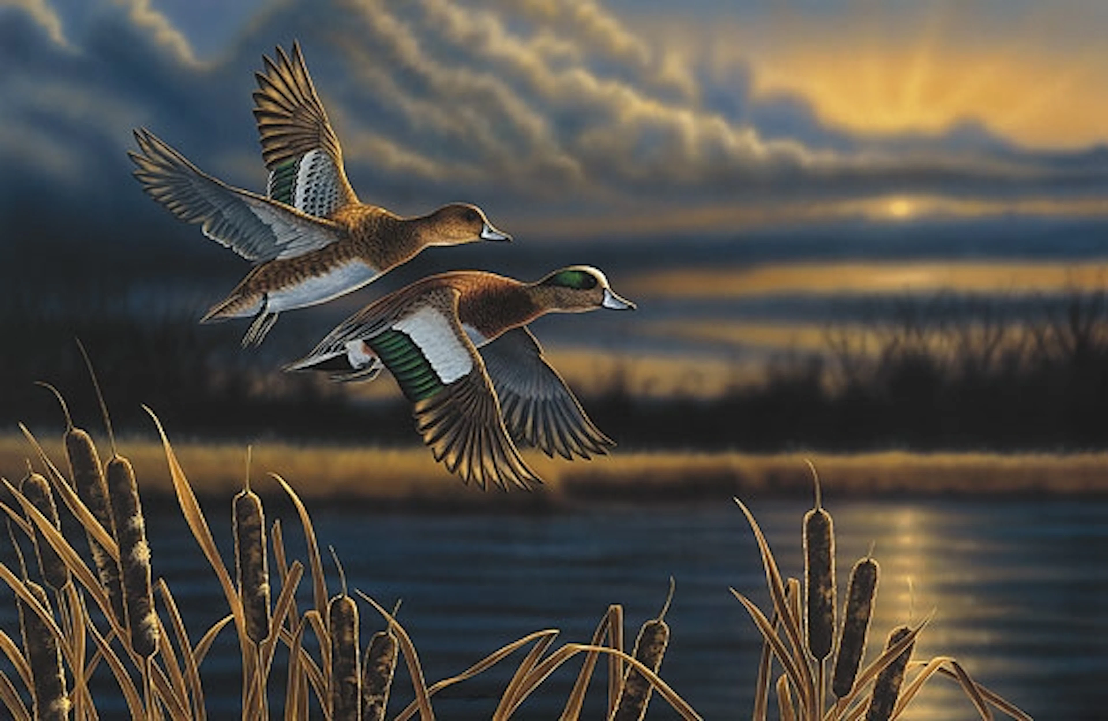 Richard Clifton - Widgeon - Out Front