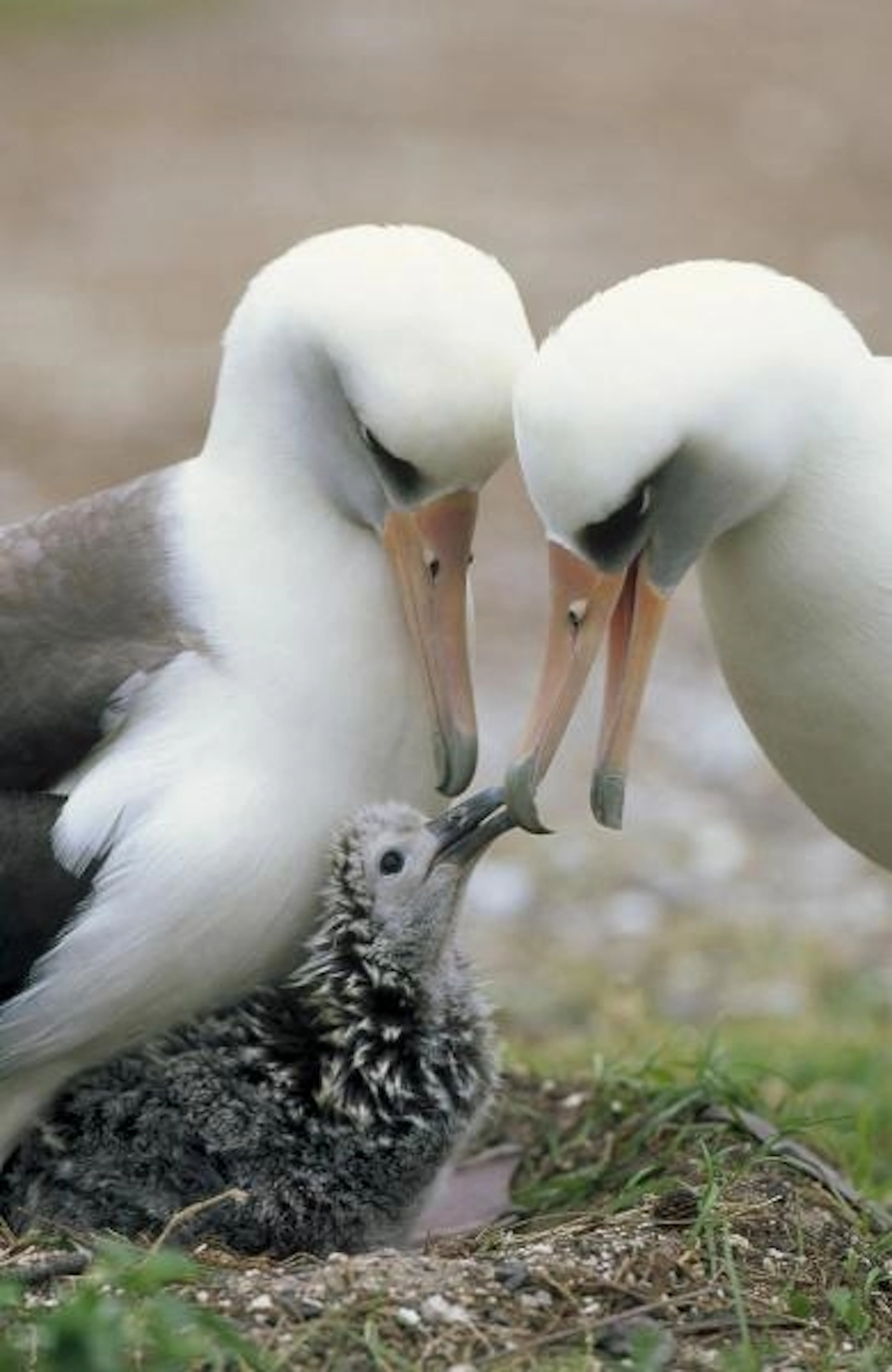 Tui De Roy - Laysan Albatross Parents Exchanging Chick Guarding Duties