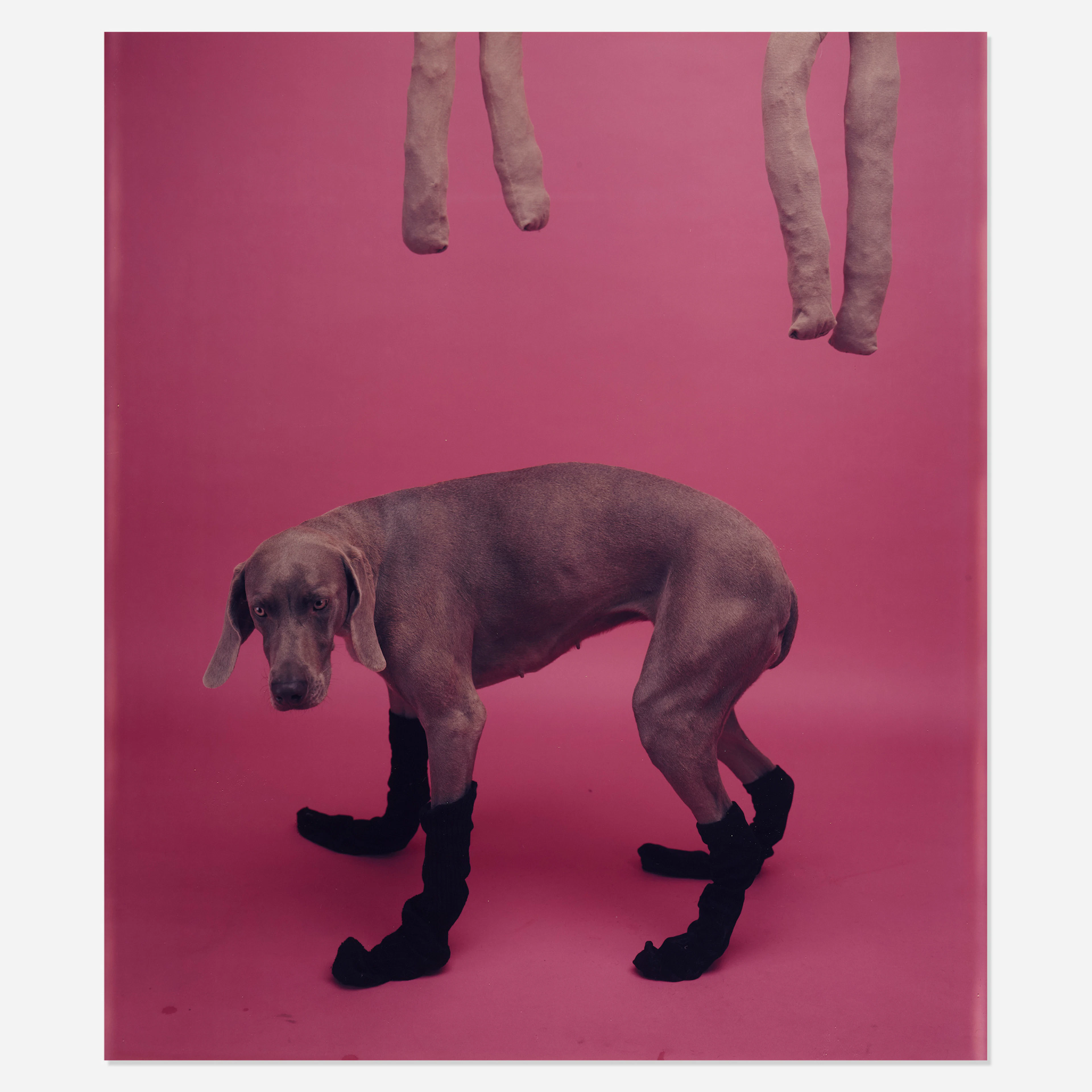 Untitled (Socks) – William Wegman